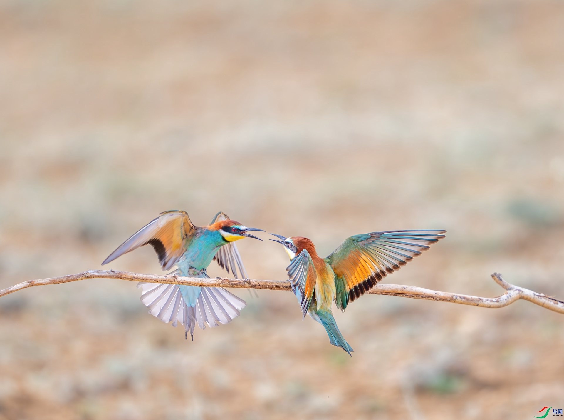 DSC_9123-1.jpg