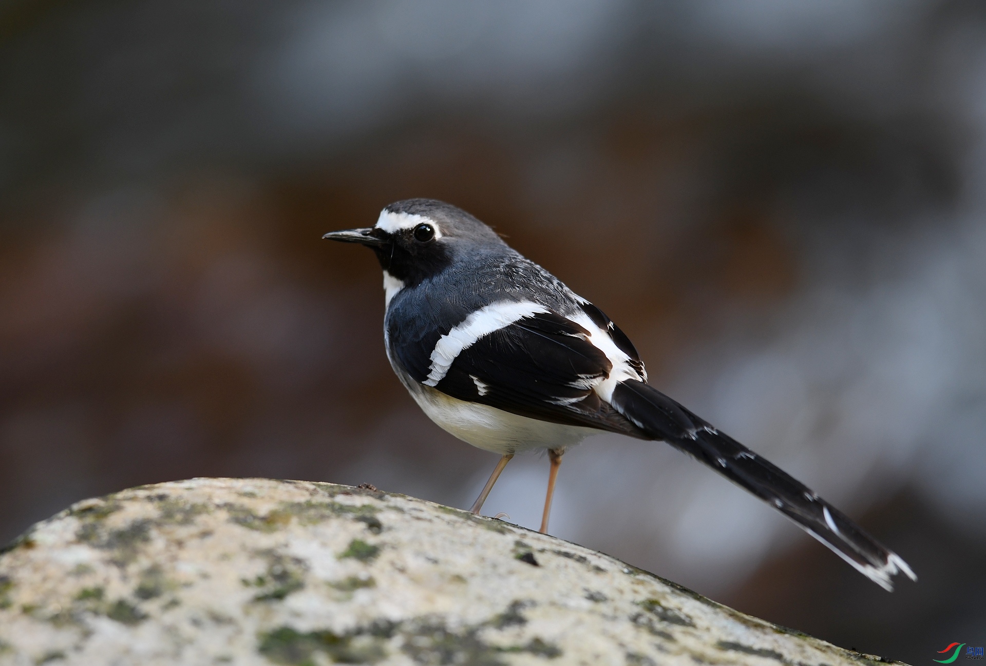 DSC_2561.jpg