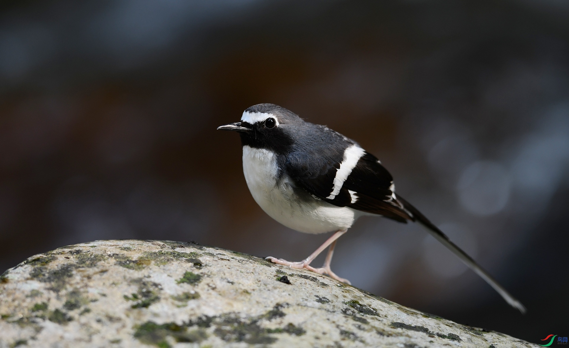 DSC_2558.jpg