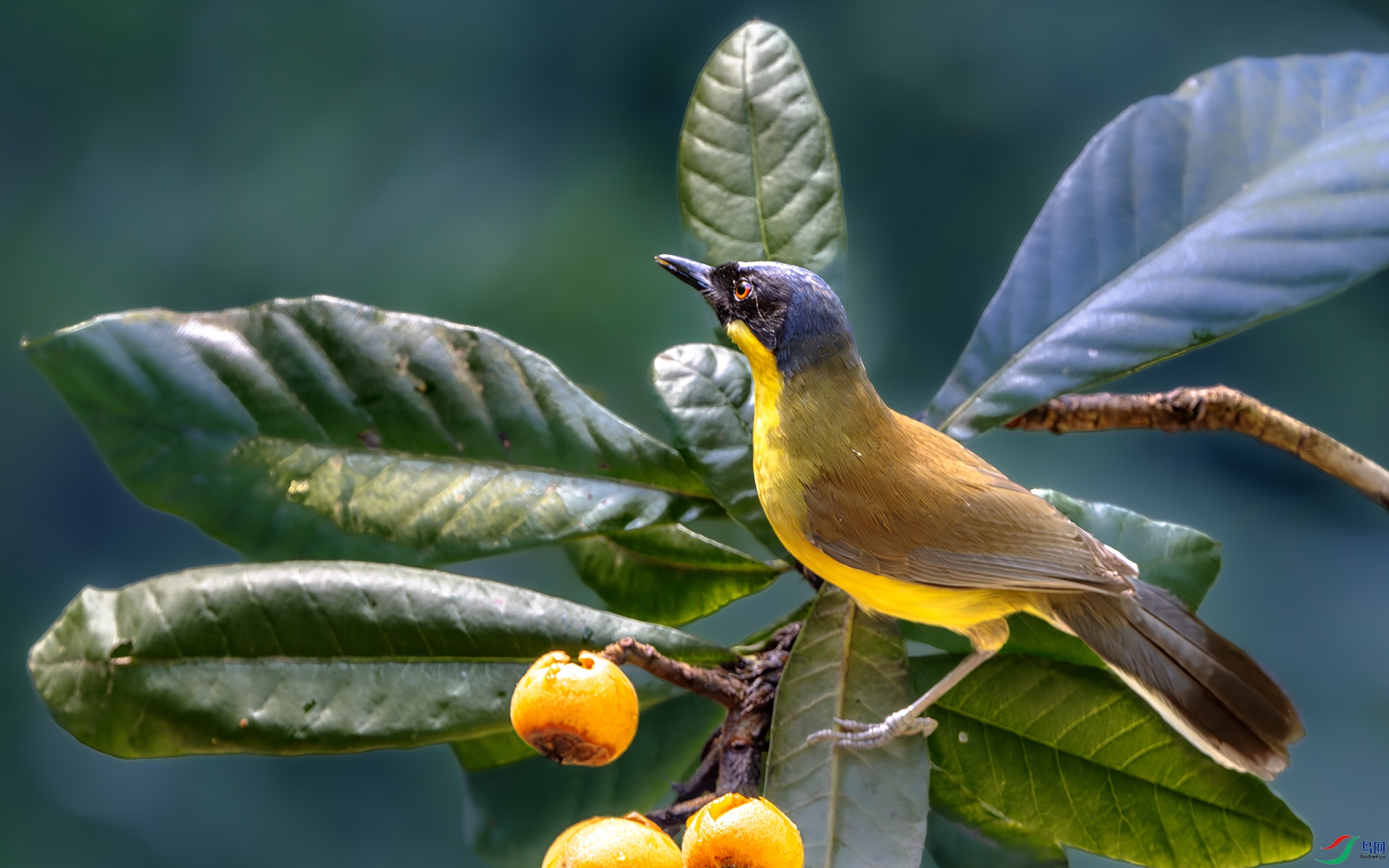 DSC_1566-����ǿ-NR ����.jpg