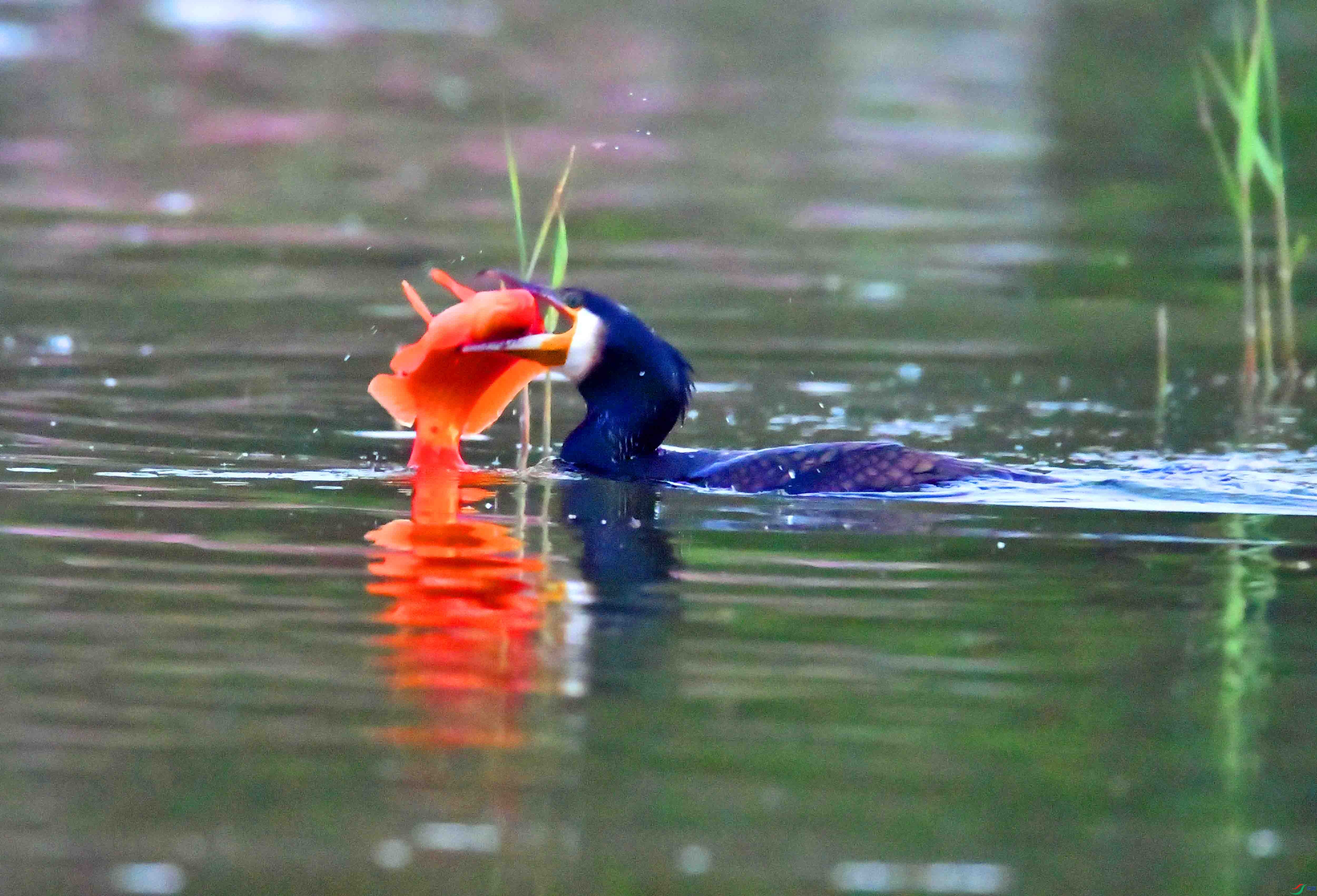 DSC_0639.JPG