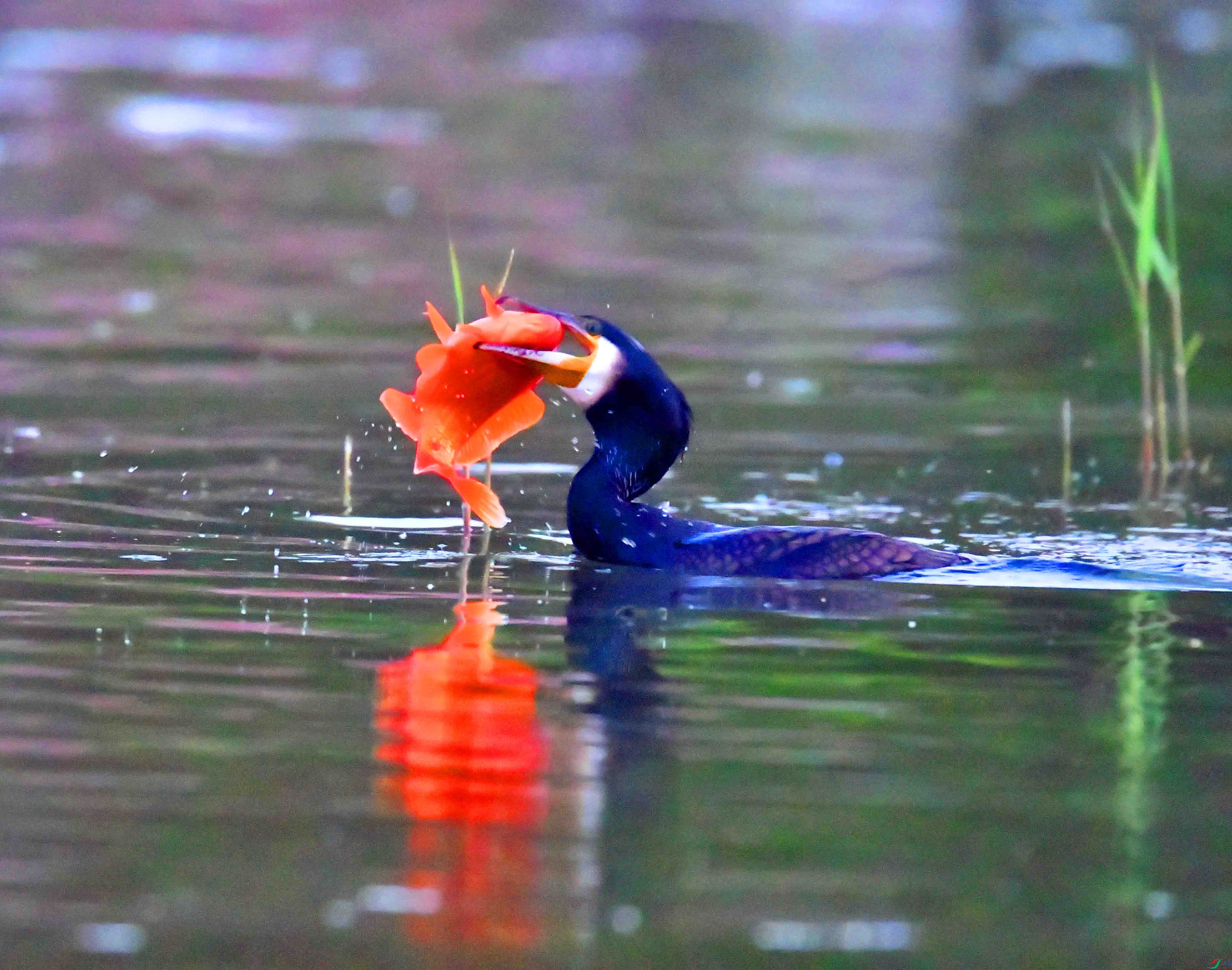 DSC_0638.JPG