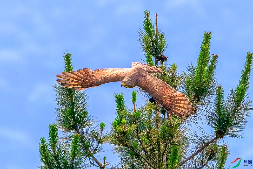 DSC_1443b.jpg