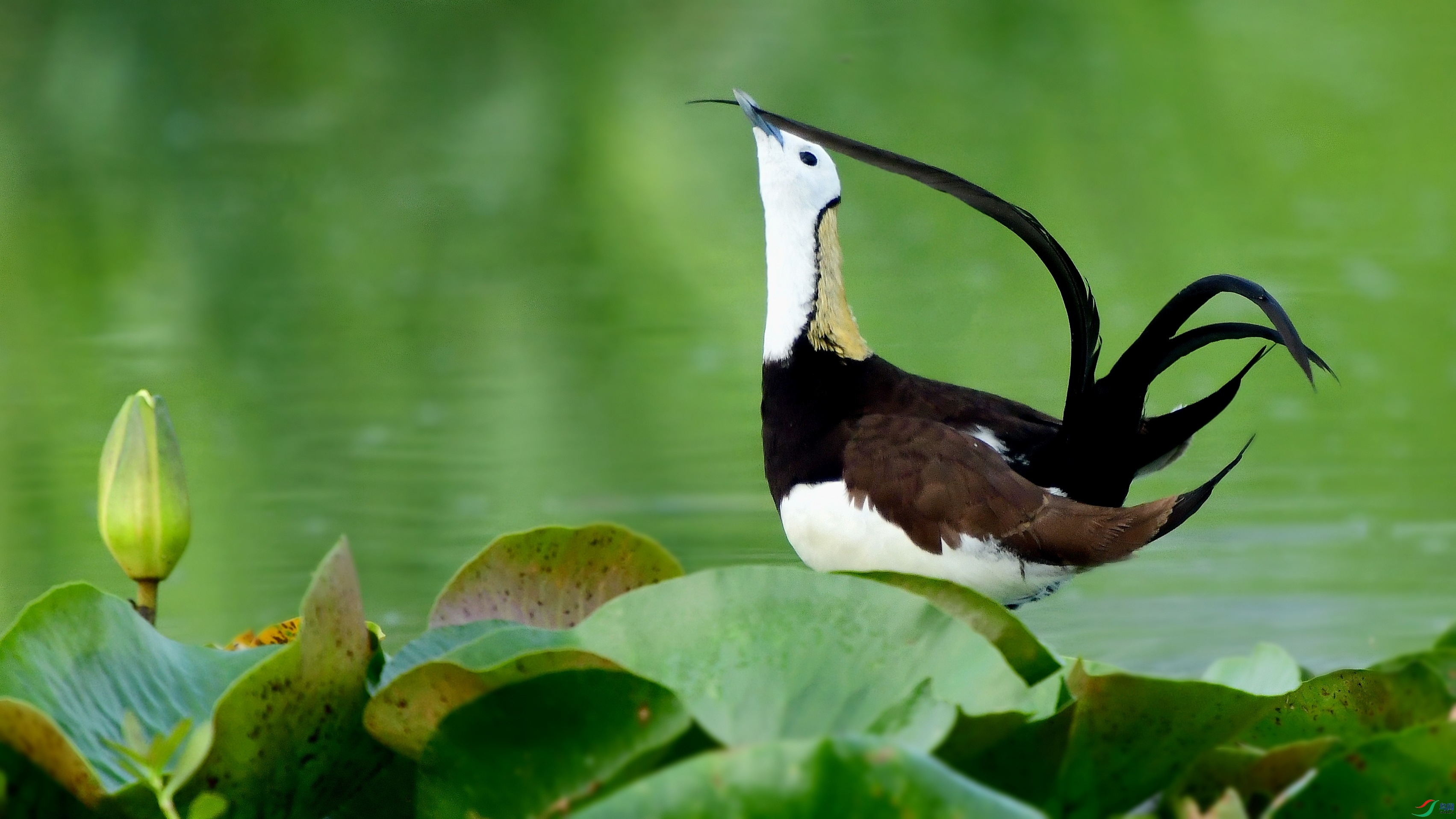 DSC_5960_conew2.jpg