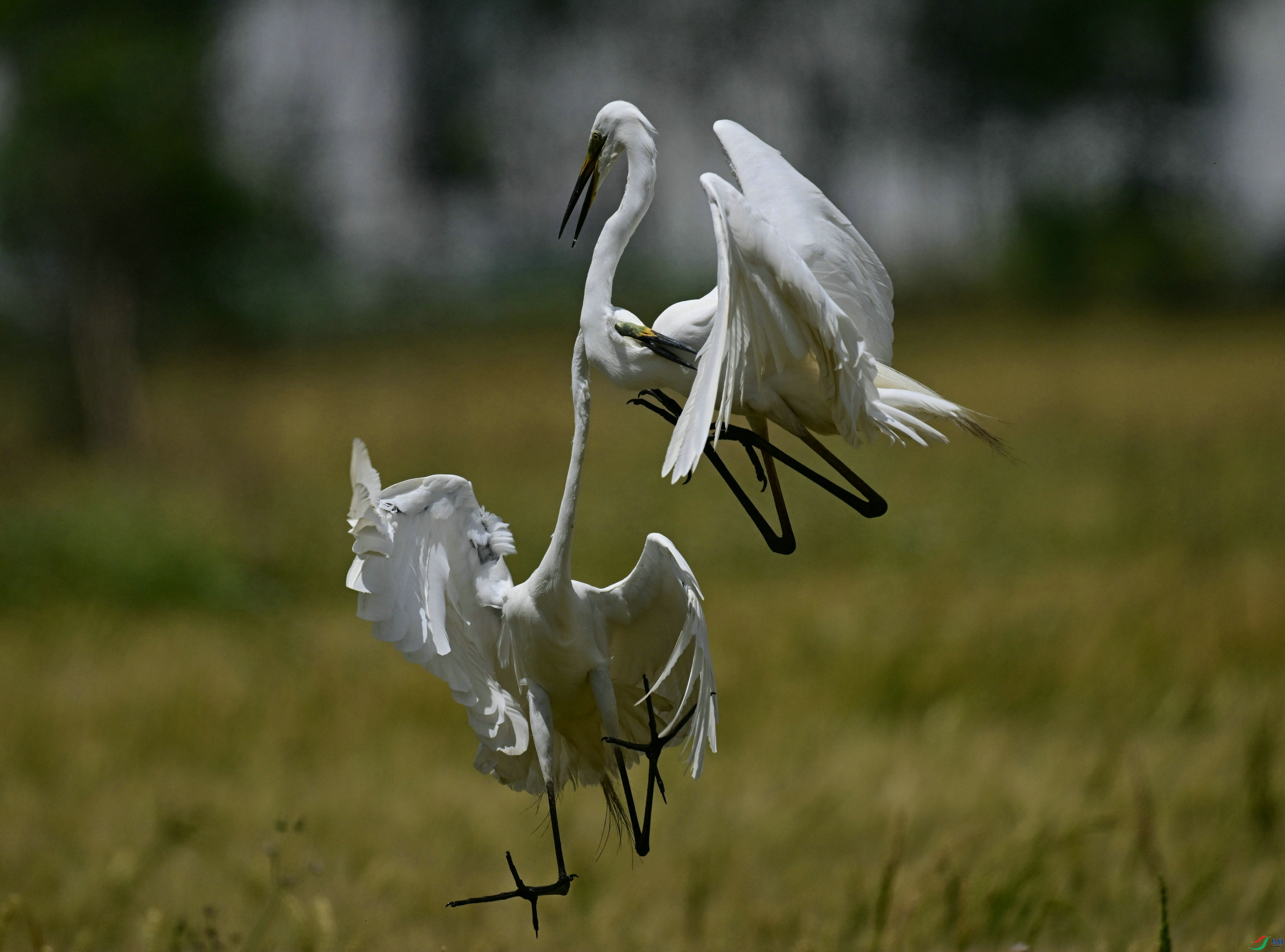 DSC_2888.jpg