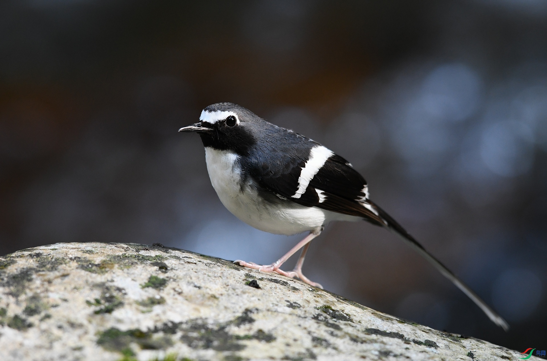 DSC_2547.jpg