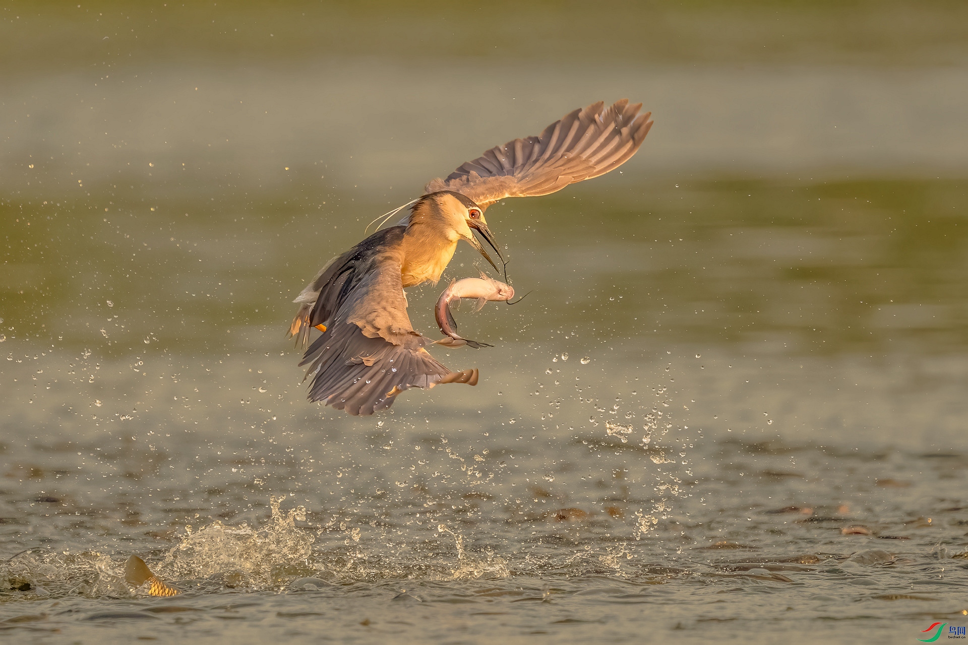 DSC_2432_����v.jpg