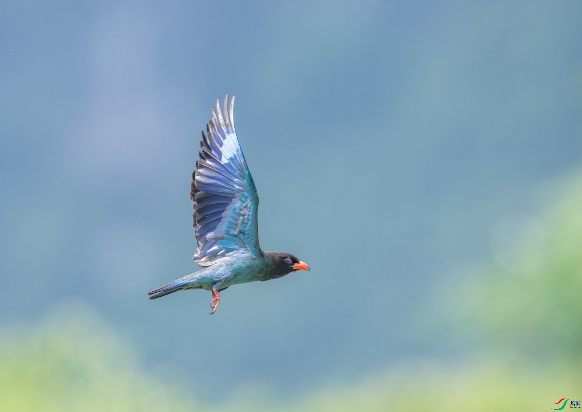 DSC_1100-1.jpg