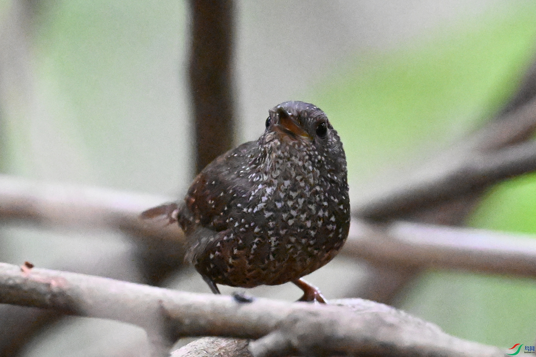 DSC_9348.JPG