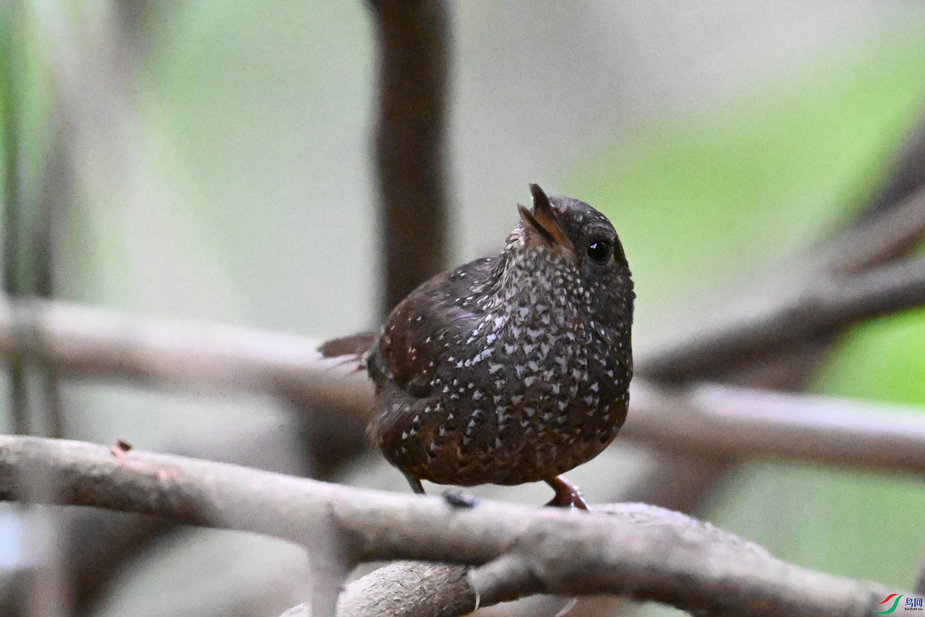 DSC_9351.JPG