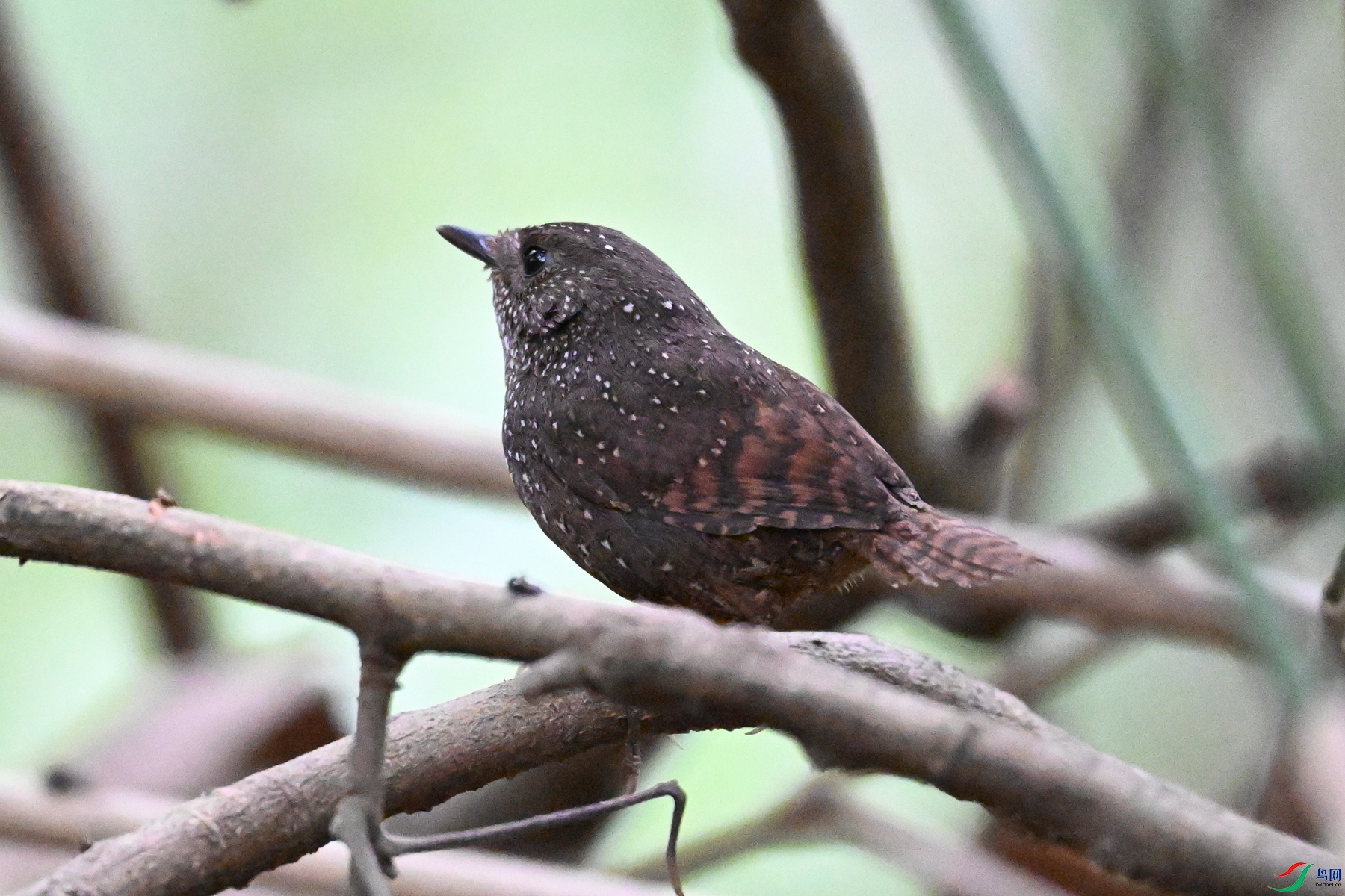 DSC_9325.JPG