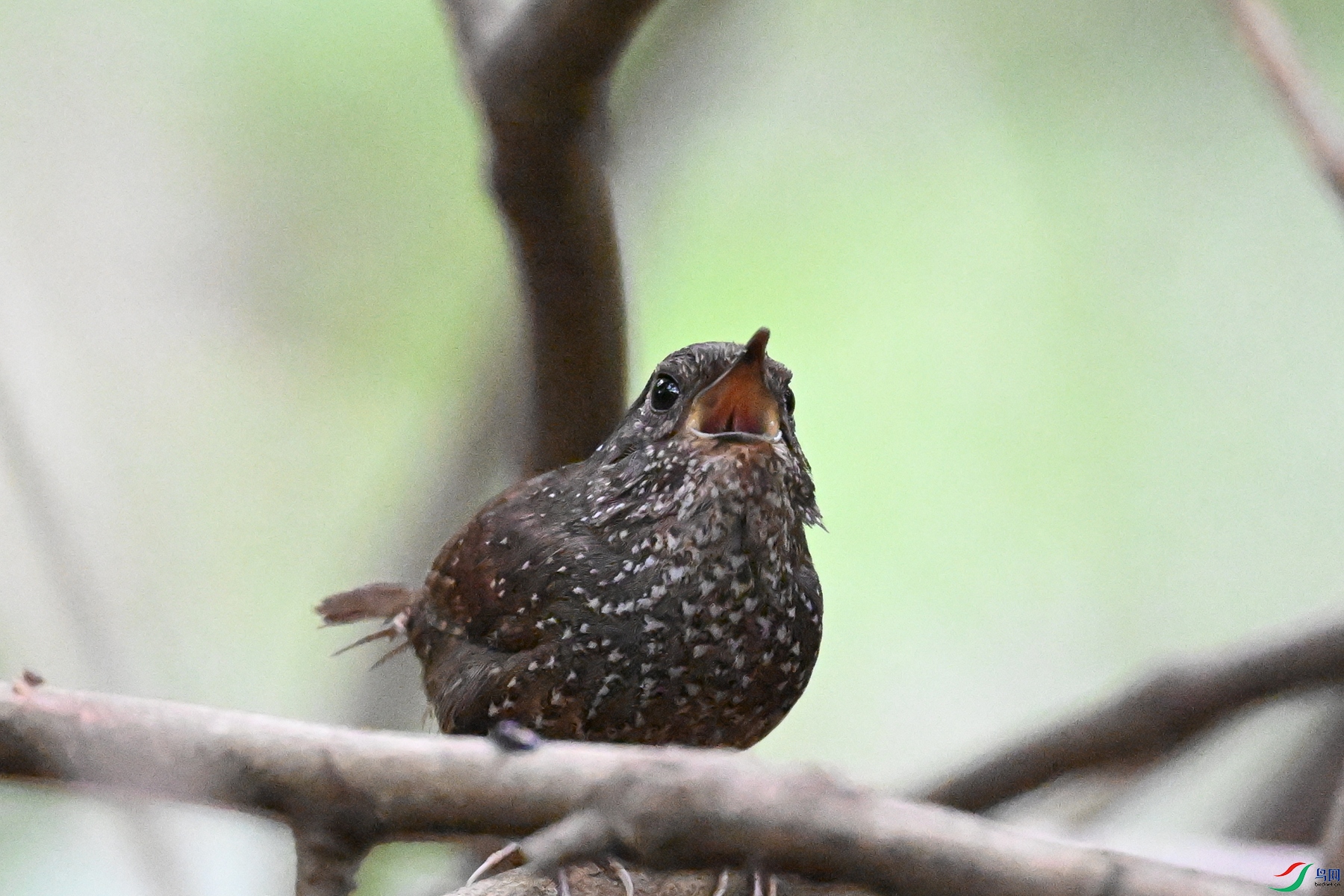 DSC_9355.JPG