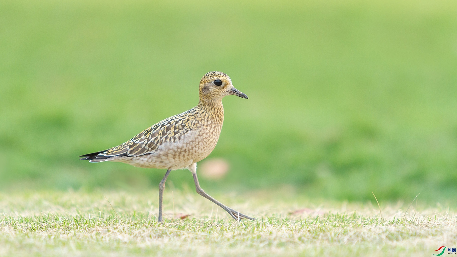 42.jpg