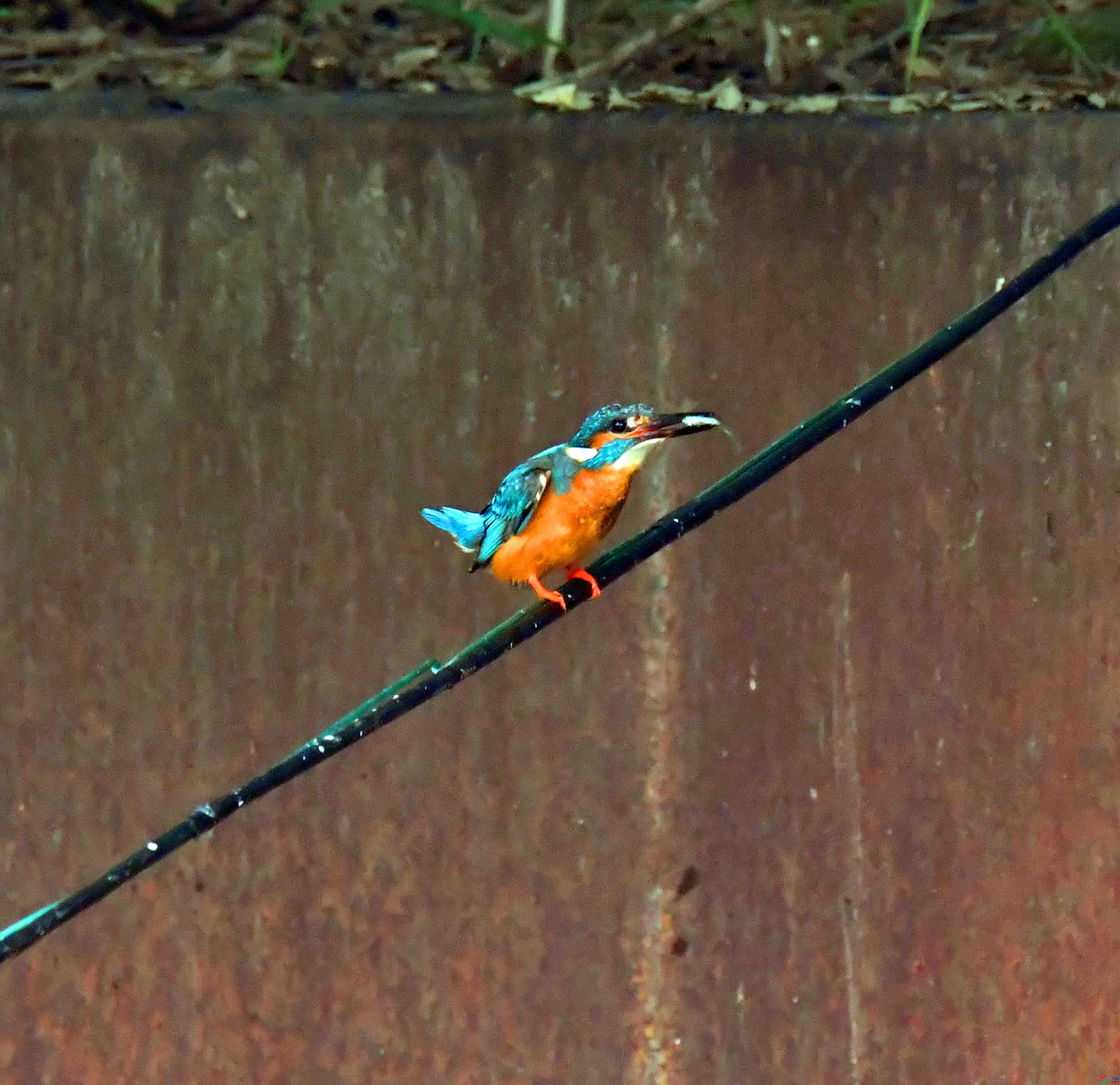 DSC_1575.JPG