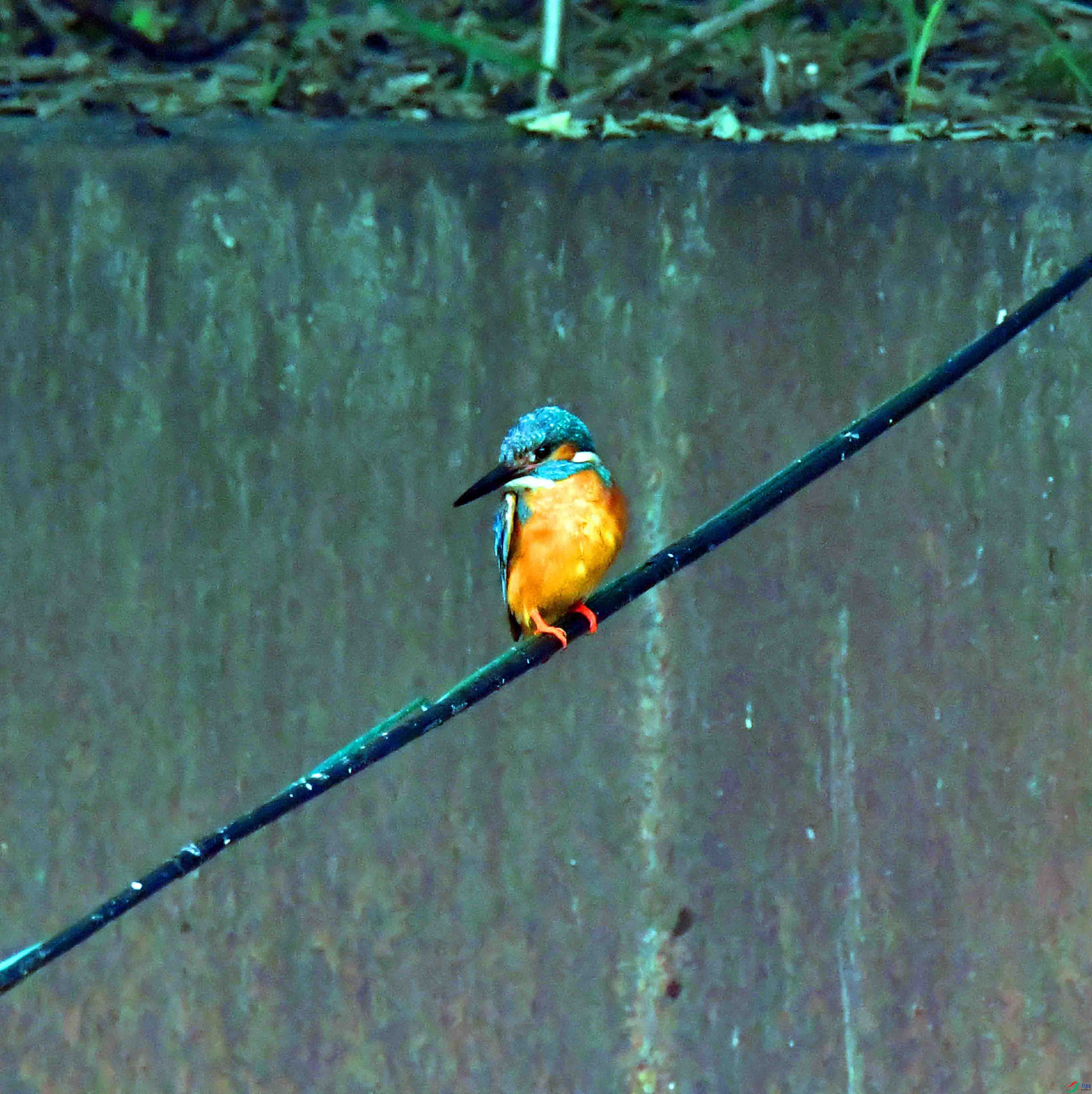 DSC_1582.JPG