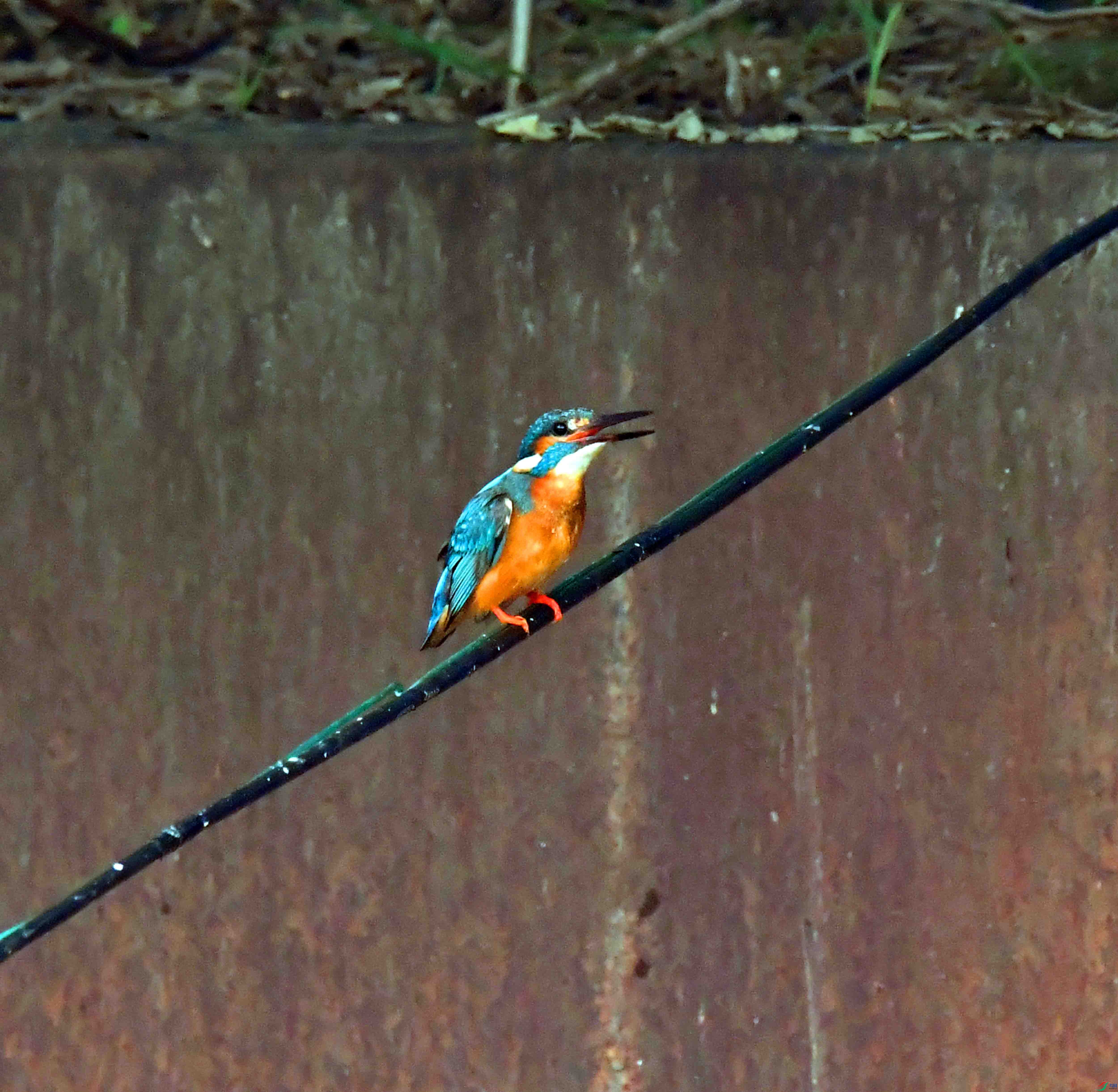 DSC_1578.JPG