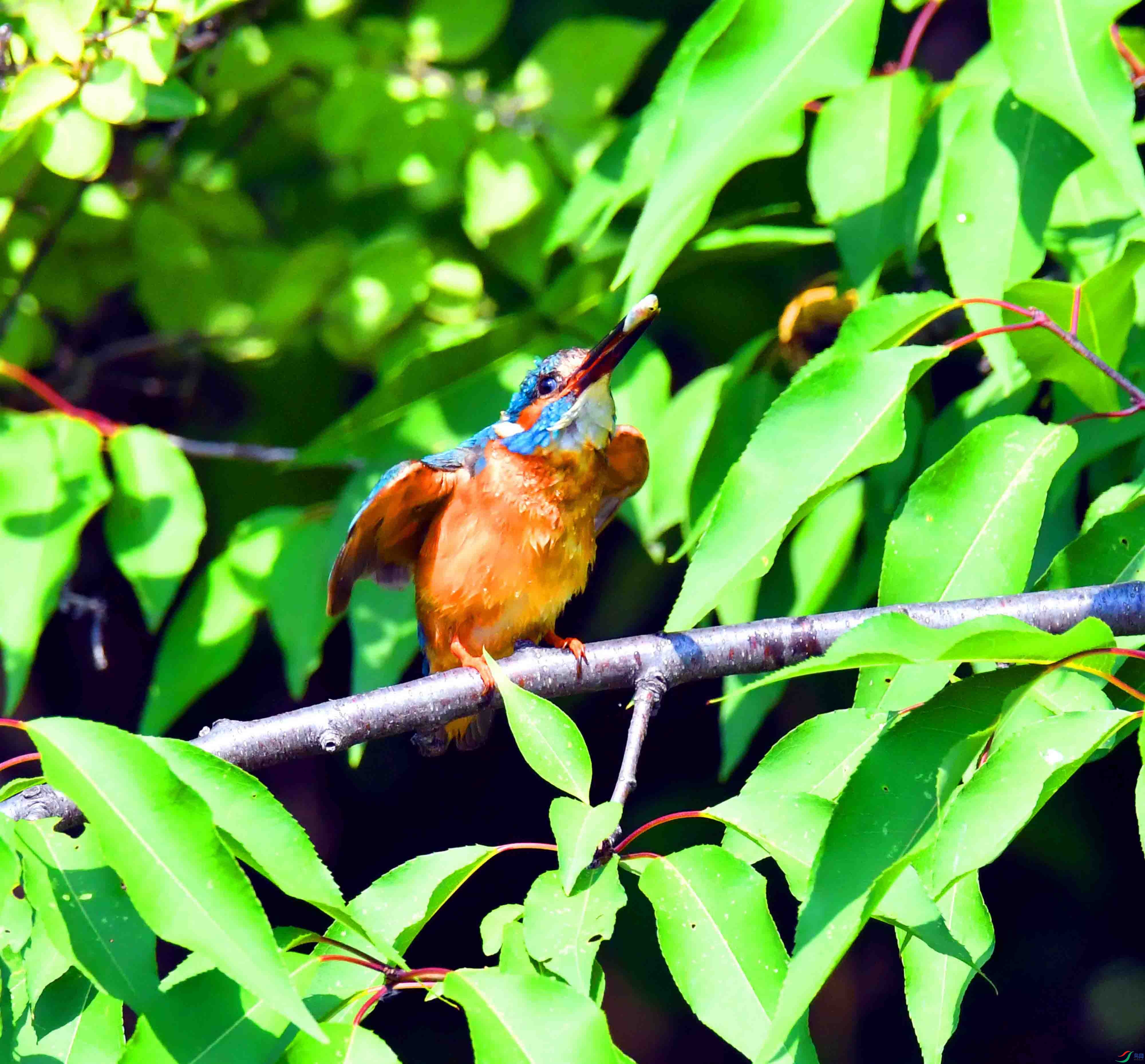 DSC_3795.JPG