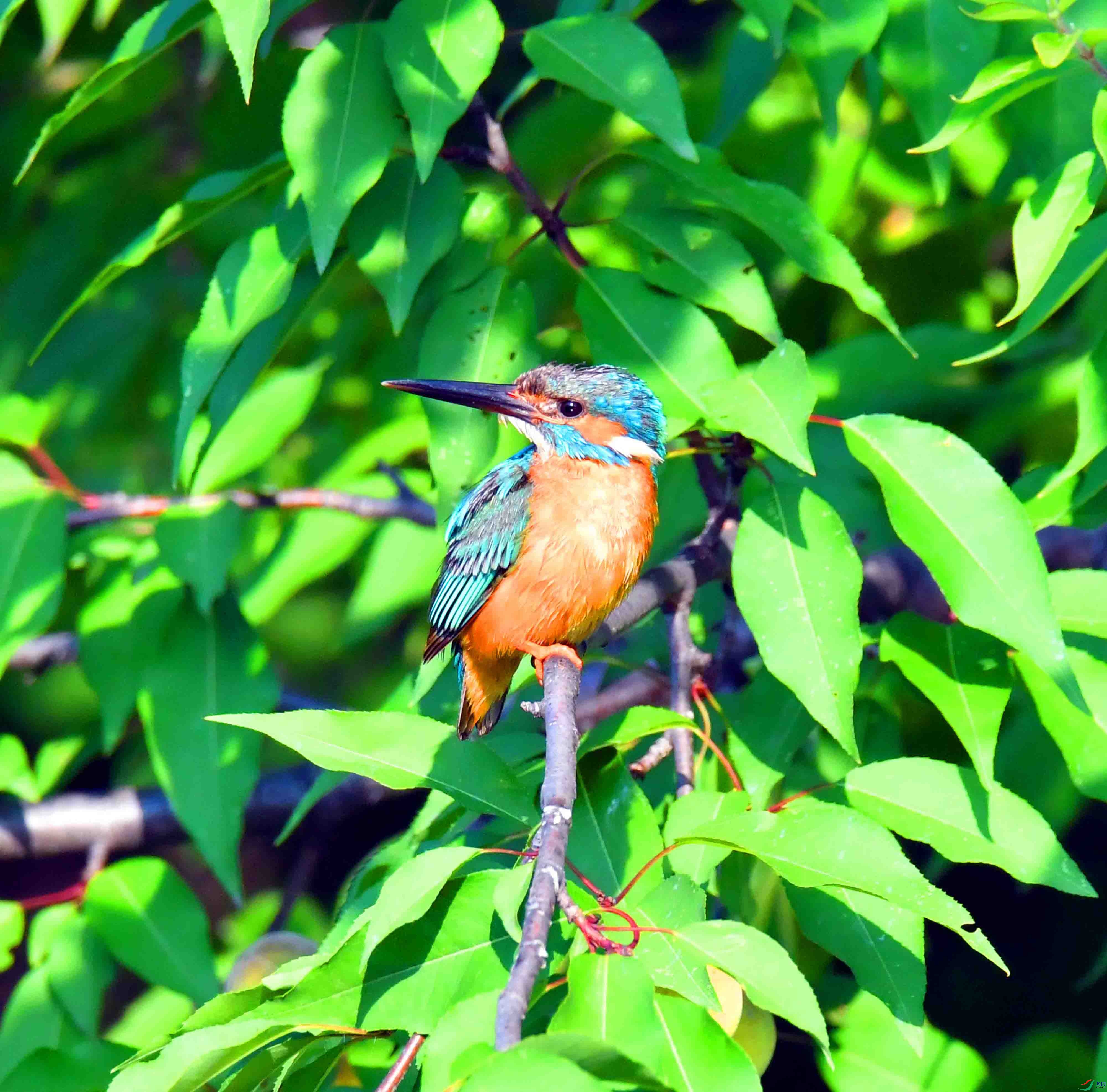 DSC_3698.JPG