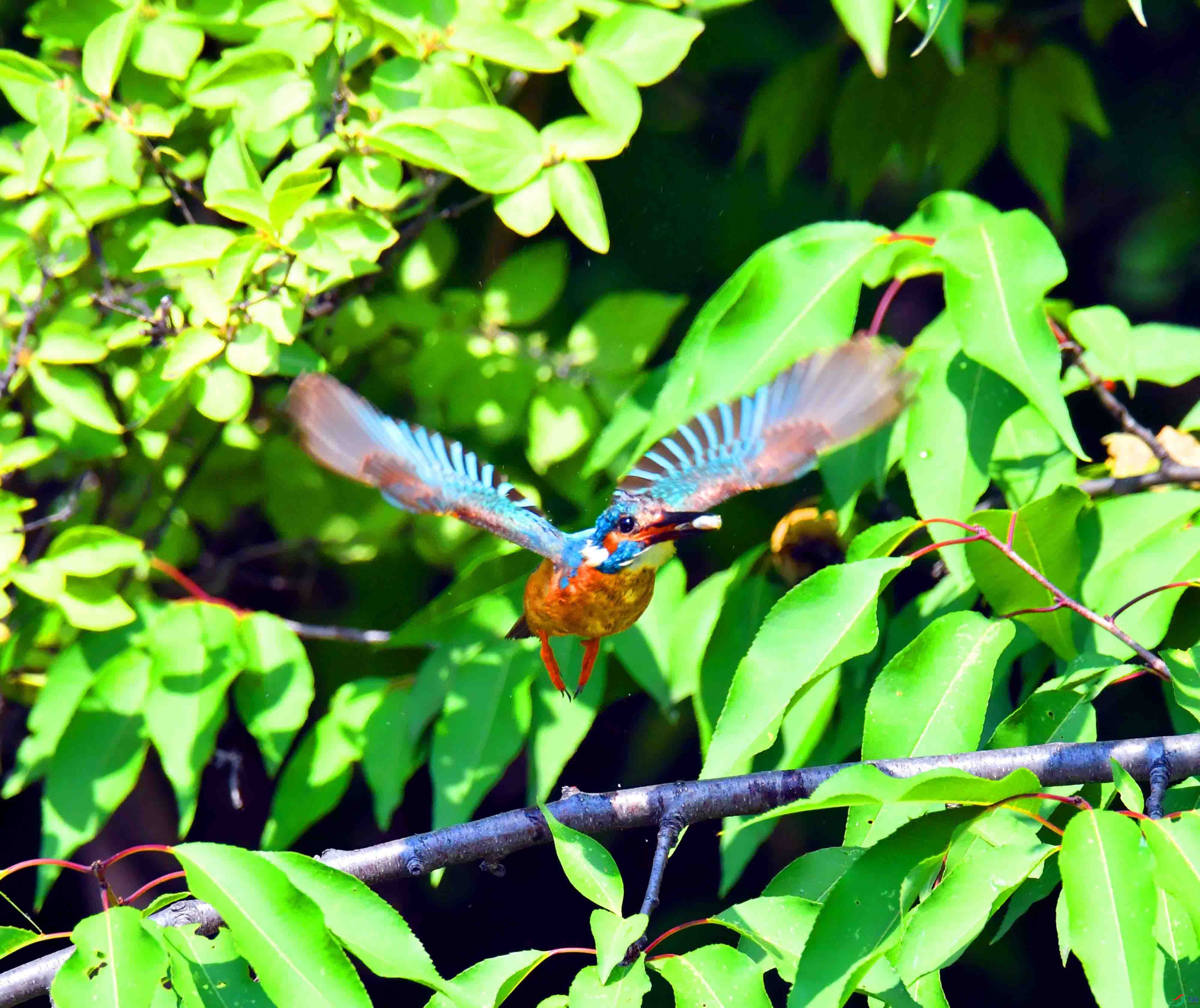 DSC_3806.JPG