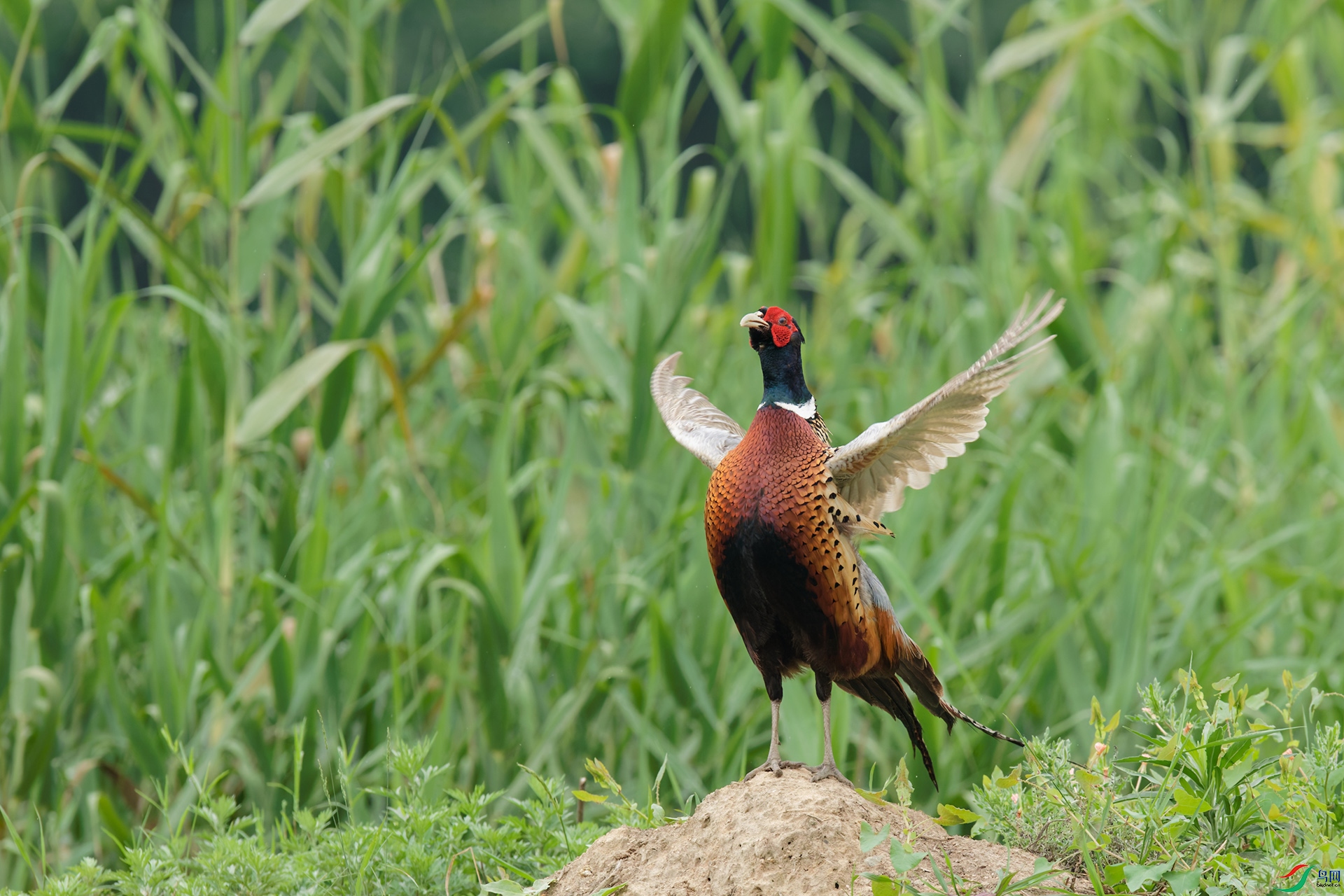 DSC_6877_DxO_DxOa.jpg