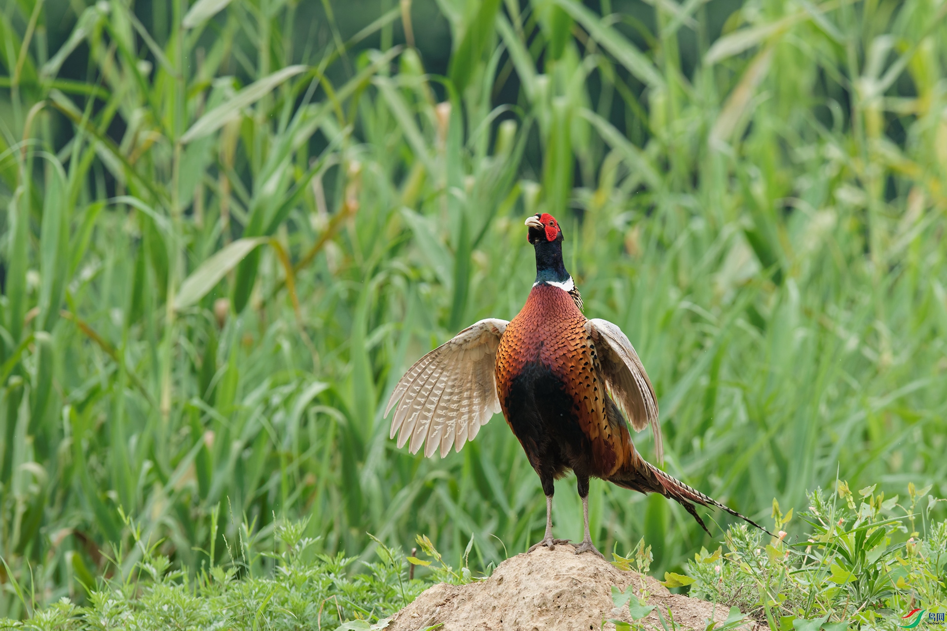 DSC_6876_DxO_DxOa.jpg