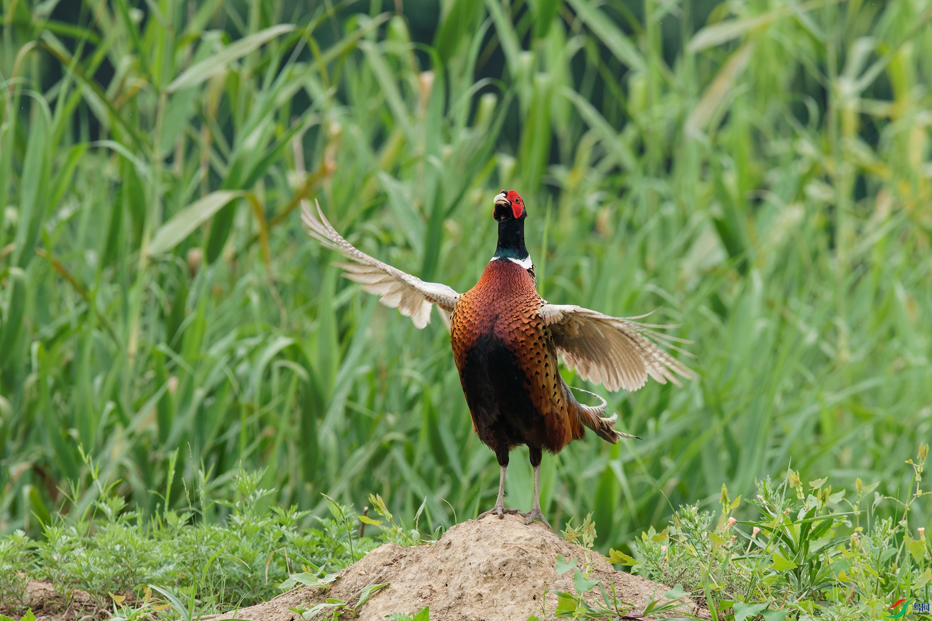 DSC_6873_DxO_DxOa.jpg