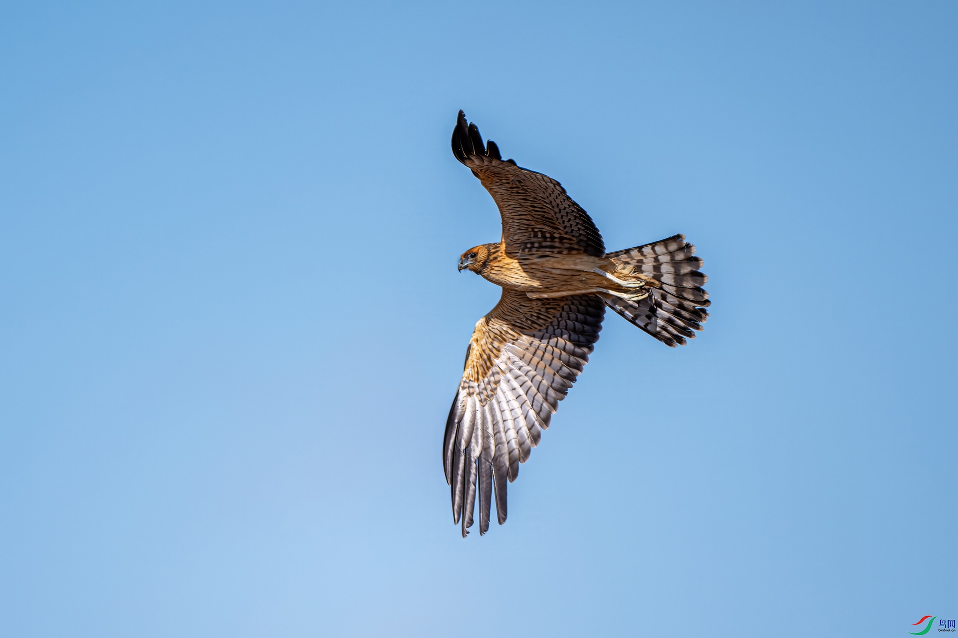 DSC_6061.jpg