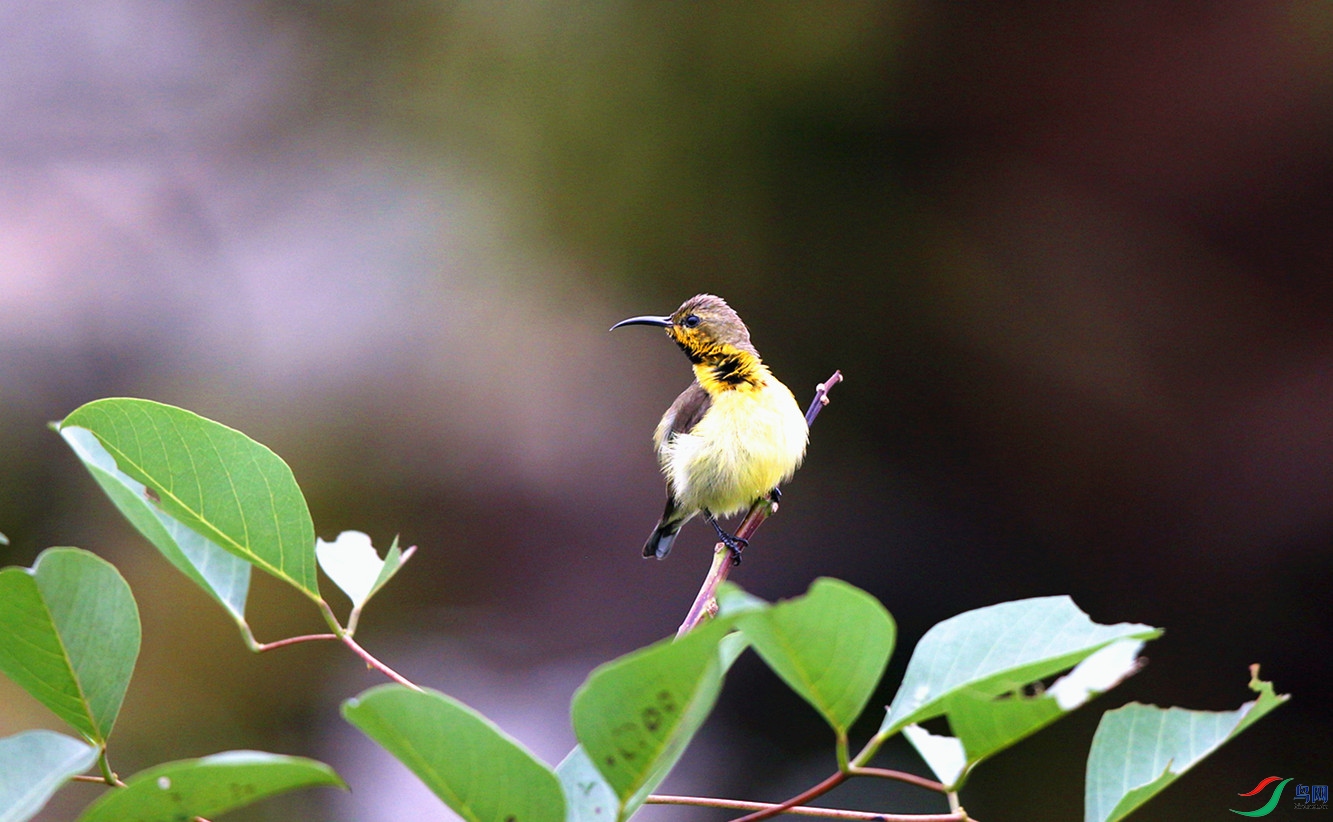 H46R7100_����.jpg