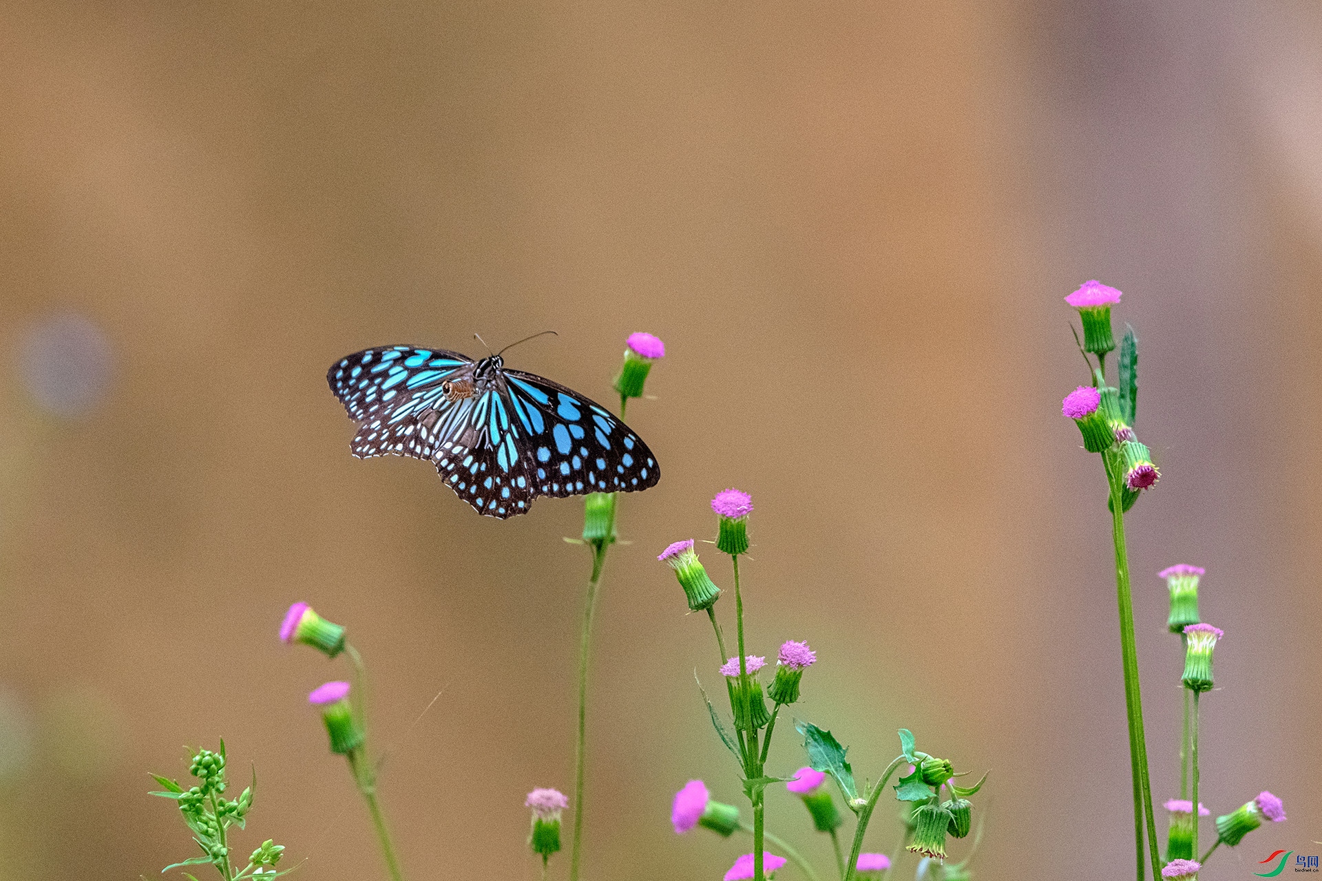 _AUU5468 ���λ���(26.5.2).jpg