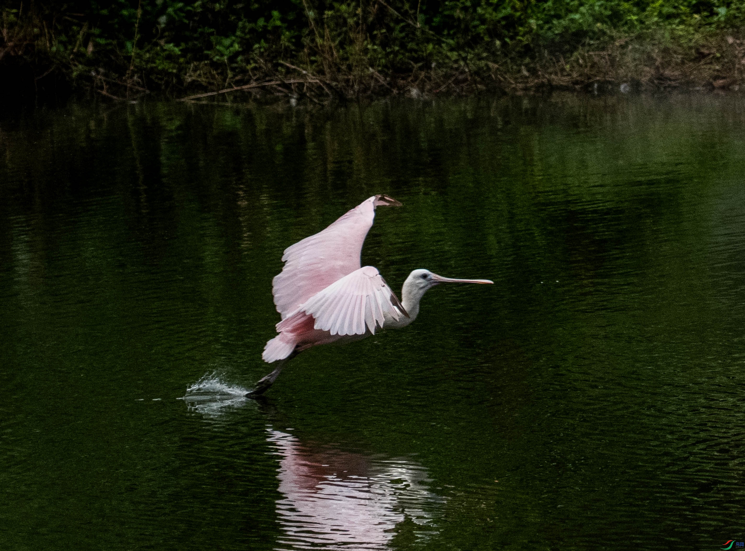 DSC00186.jpg