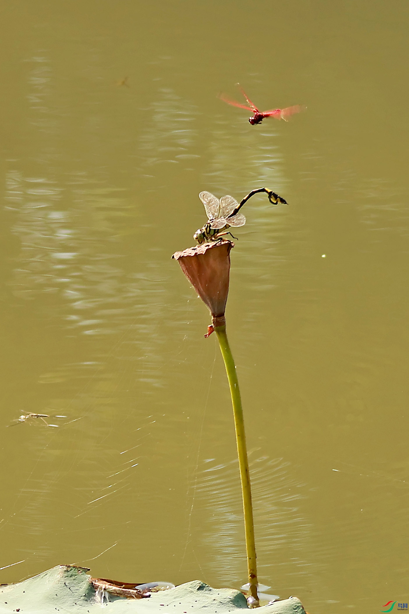 2G9A3443.JPG