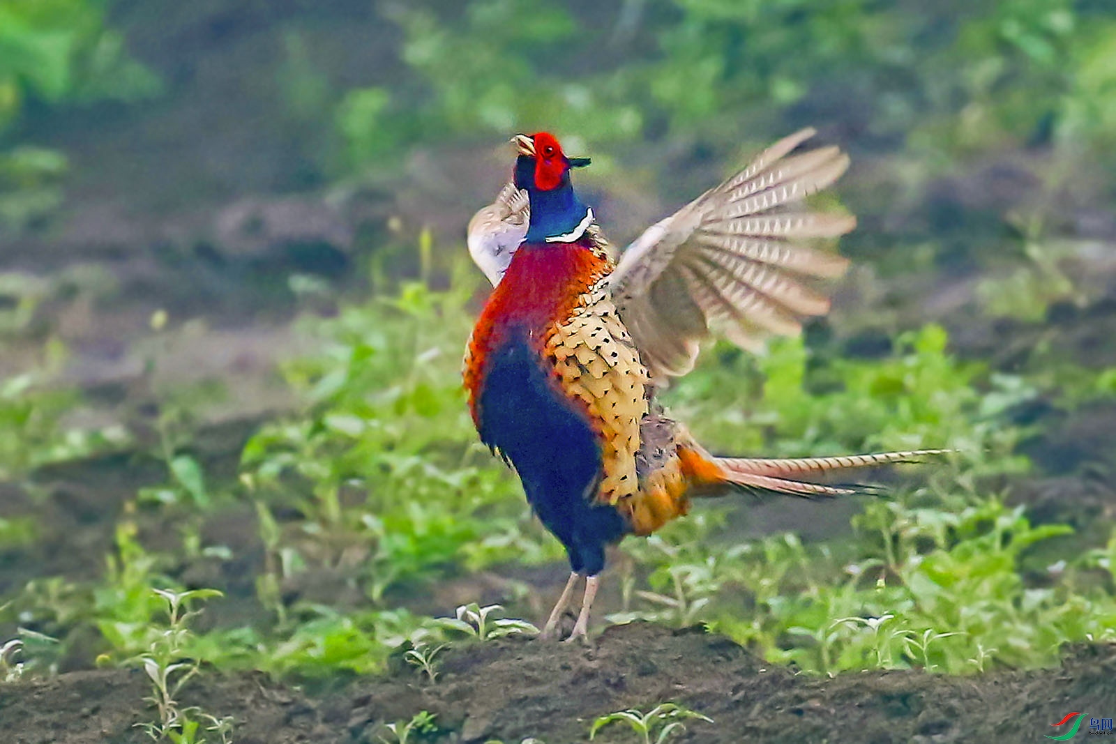 3D1A6367m.jpg