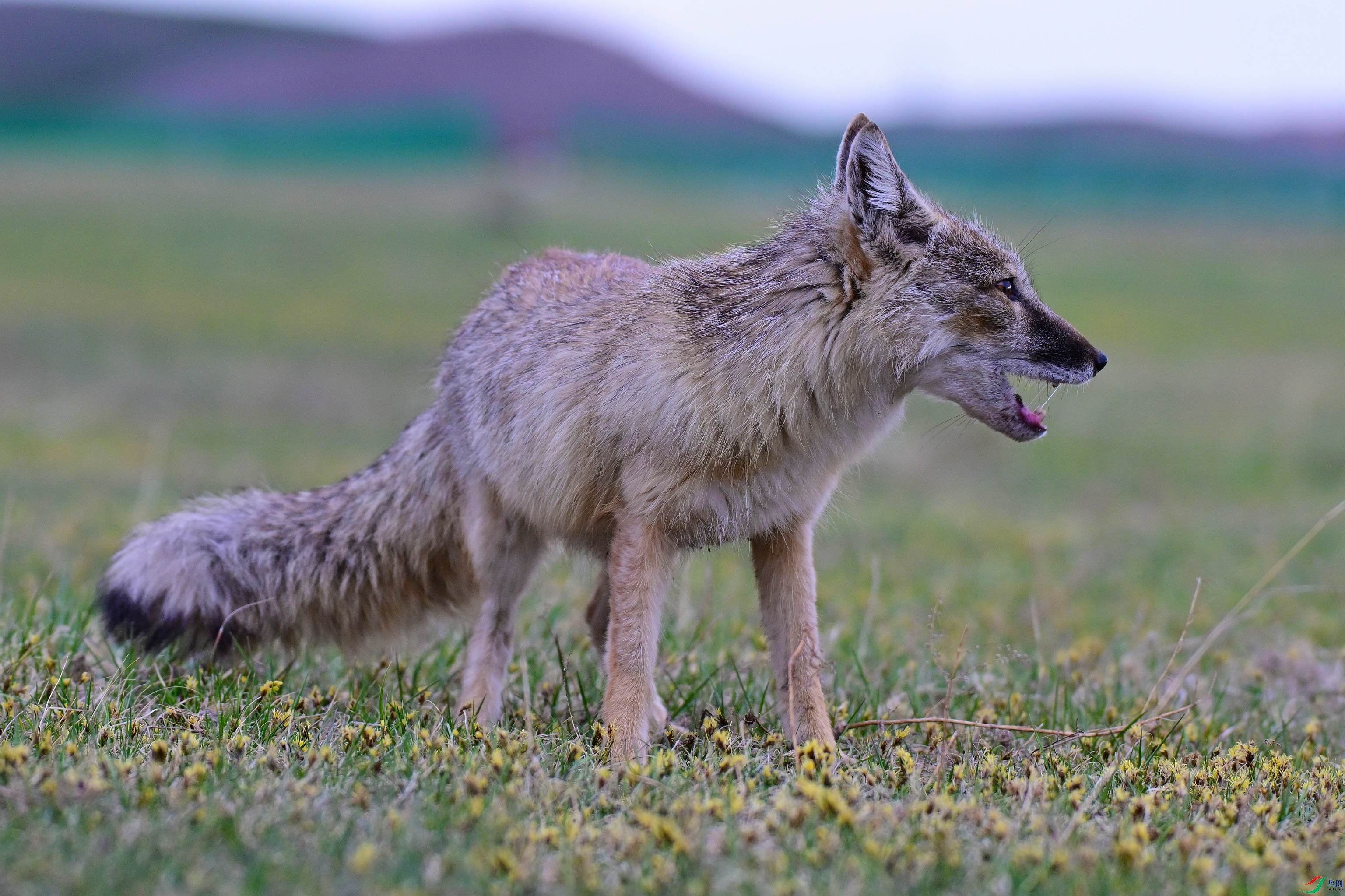DSC_0716.JPG