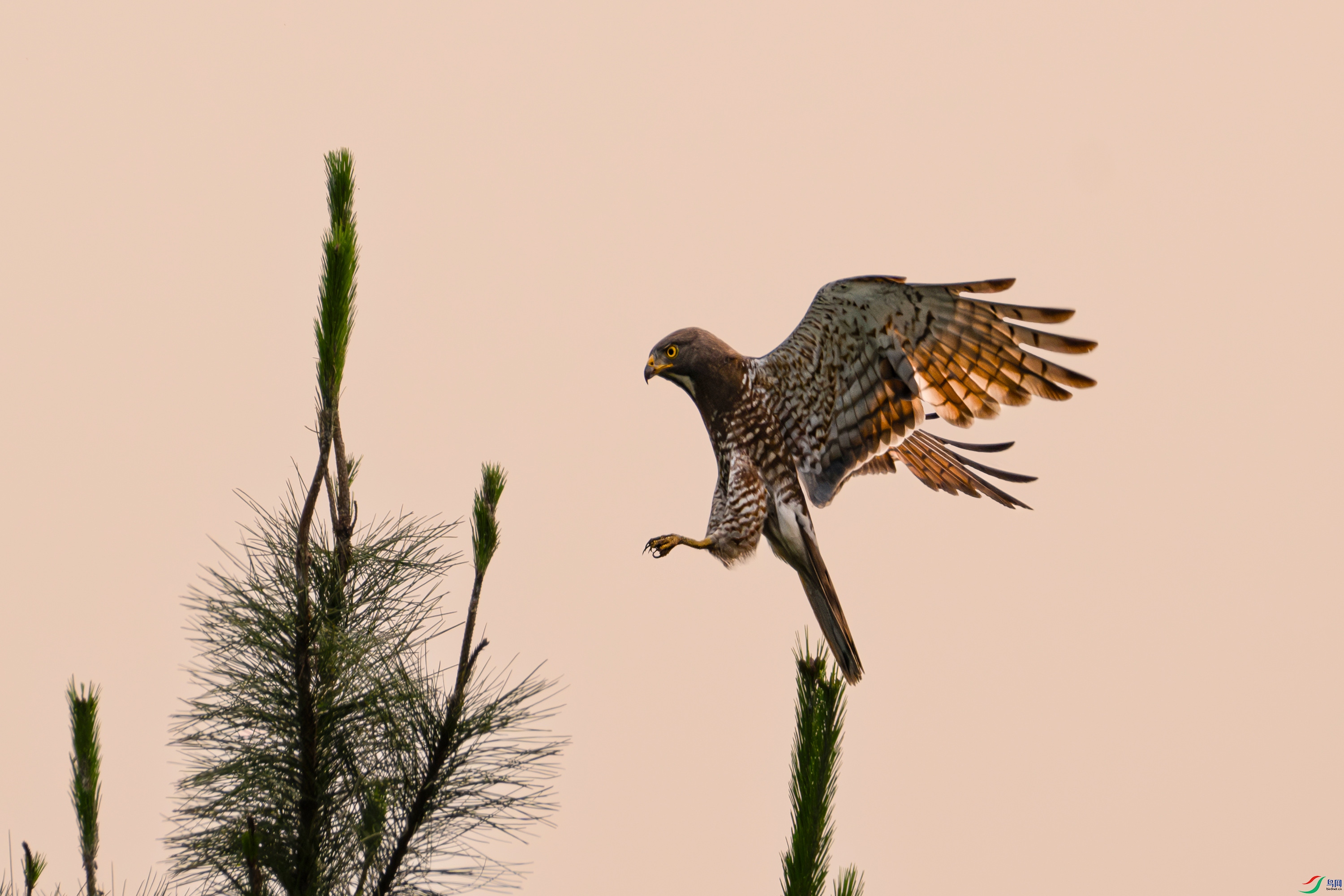 DSC_3202.jpg