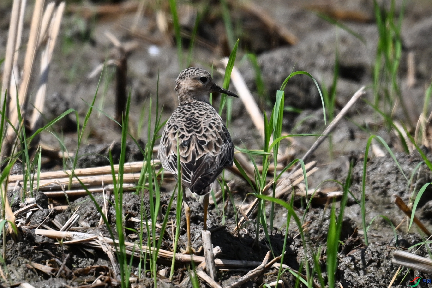 DSC_4734.JPG