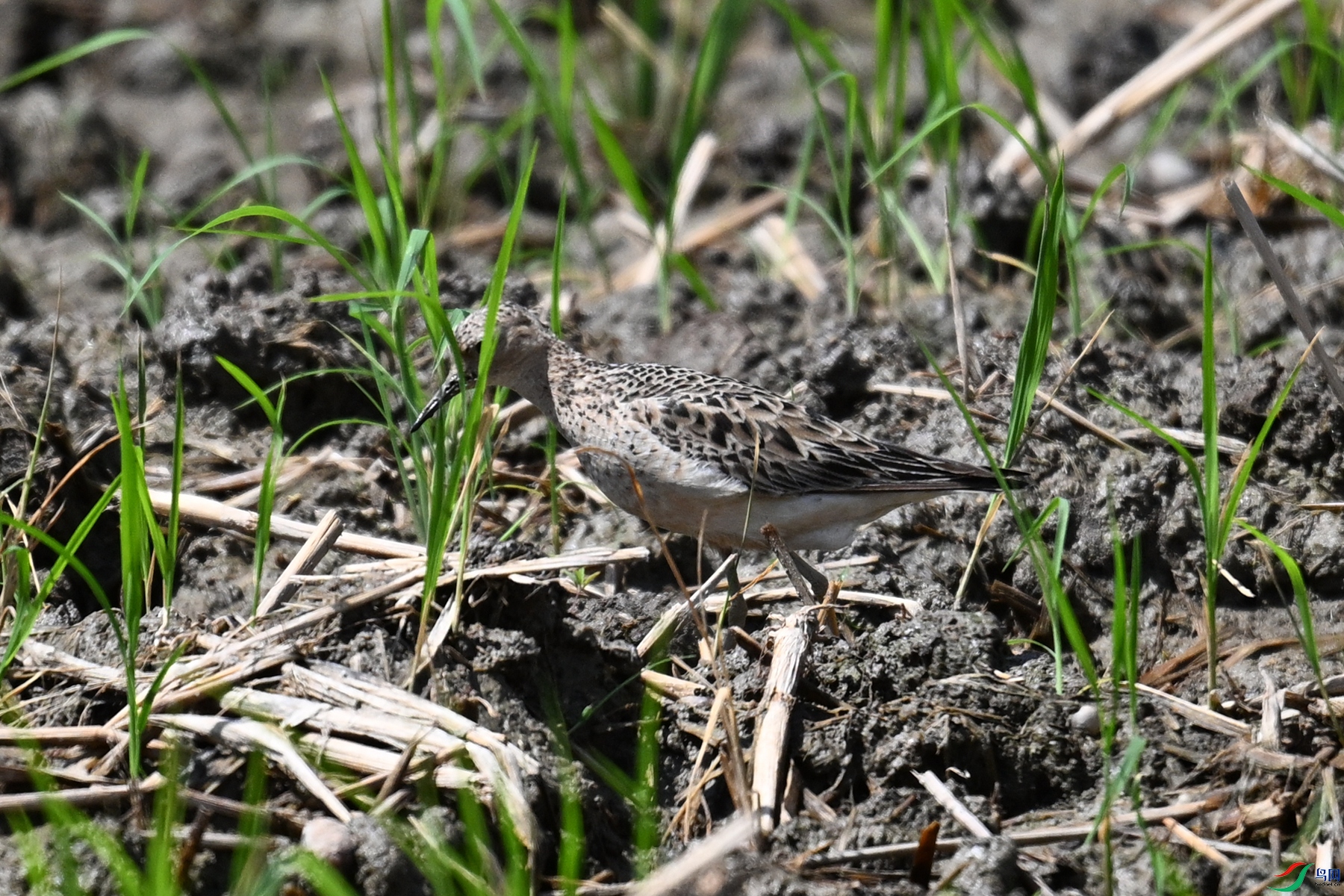 DSC_4726.JPG