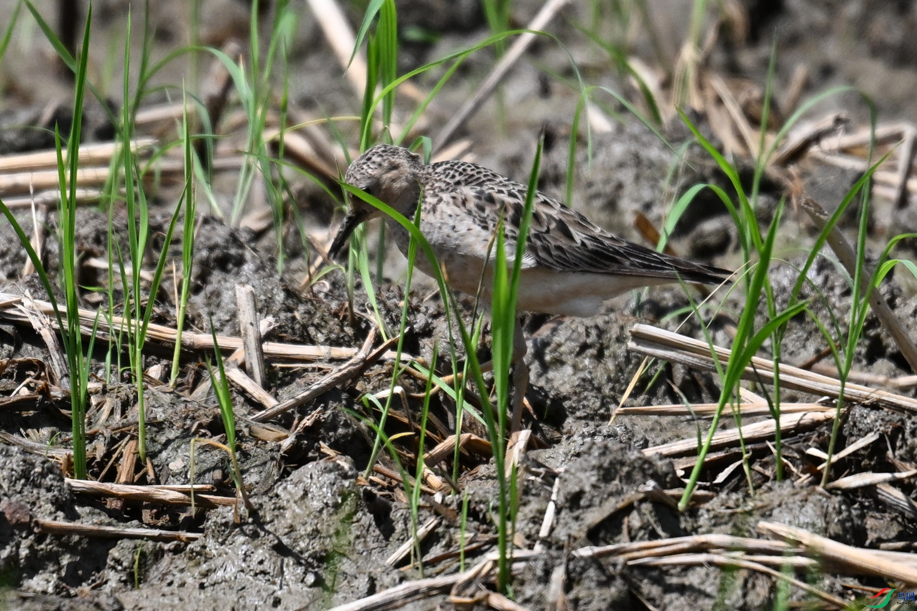 DSC_4728.JPG