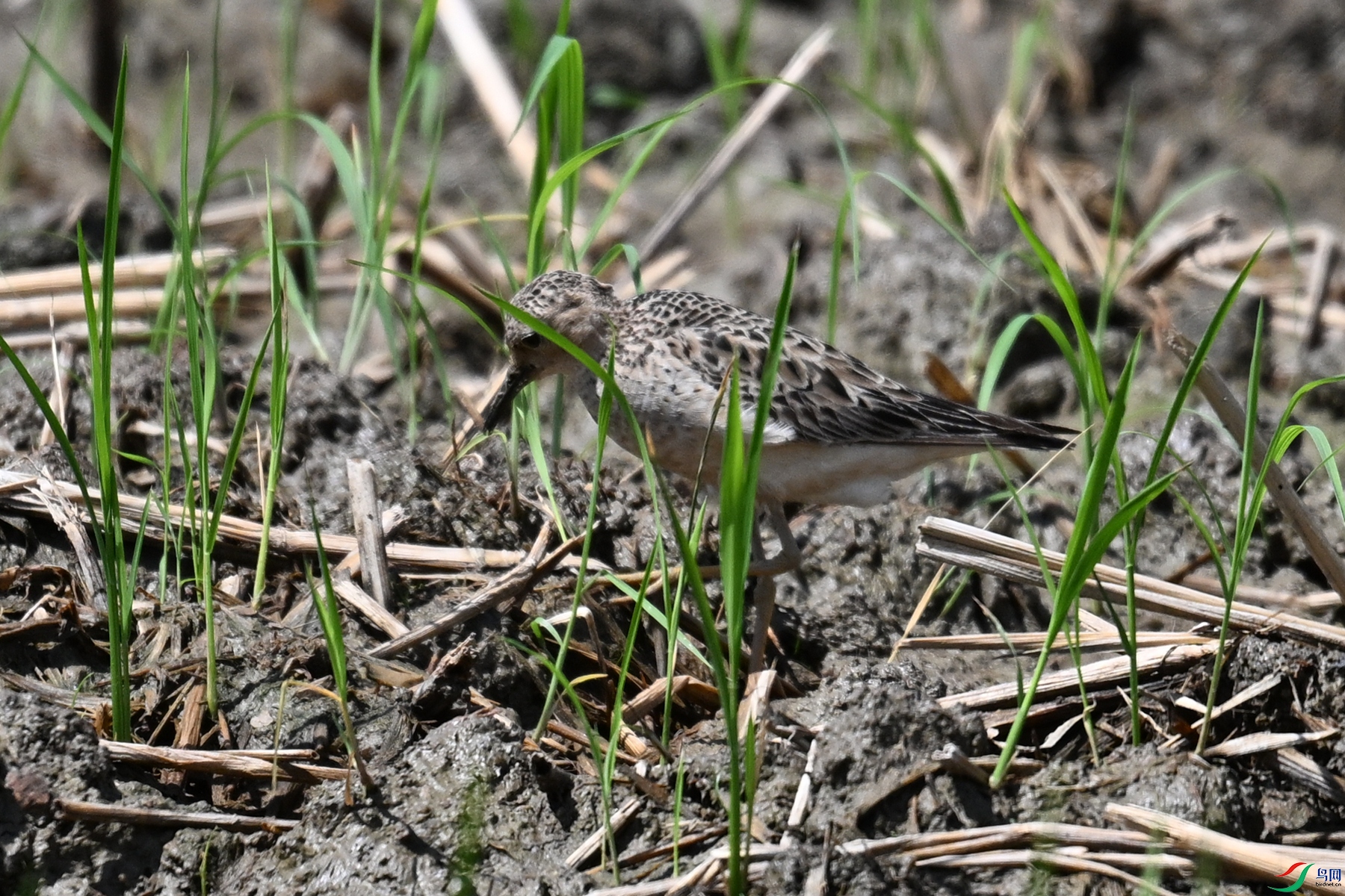DSC_4730.JPG