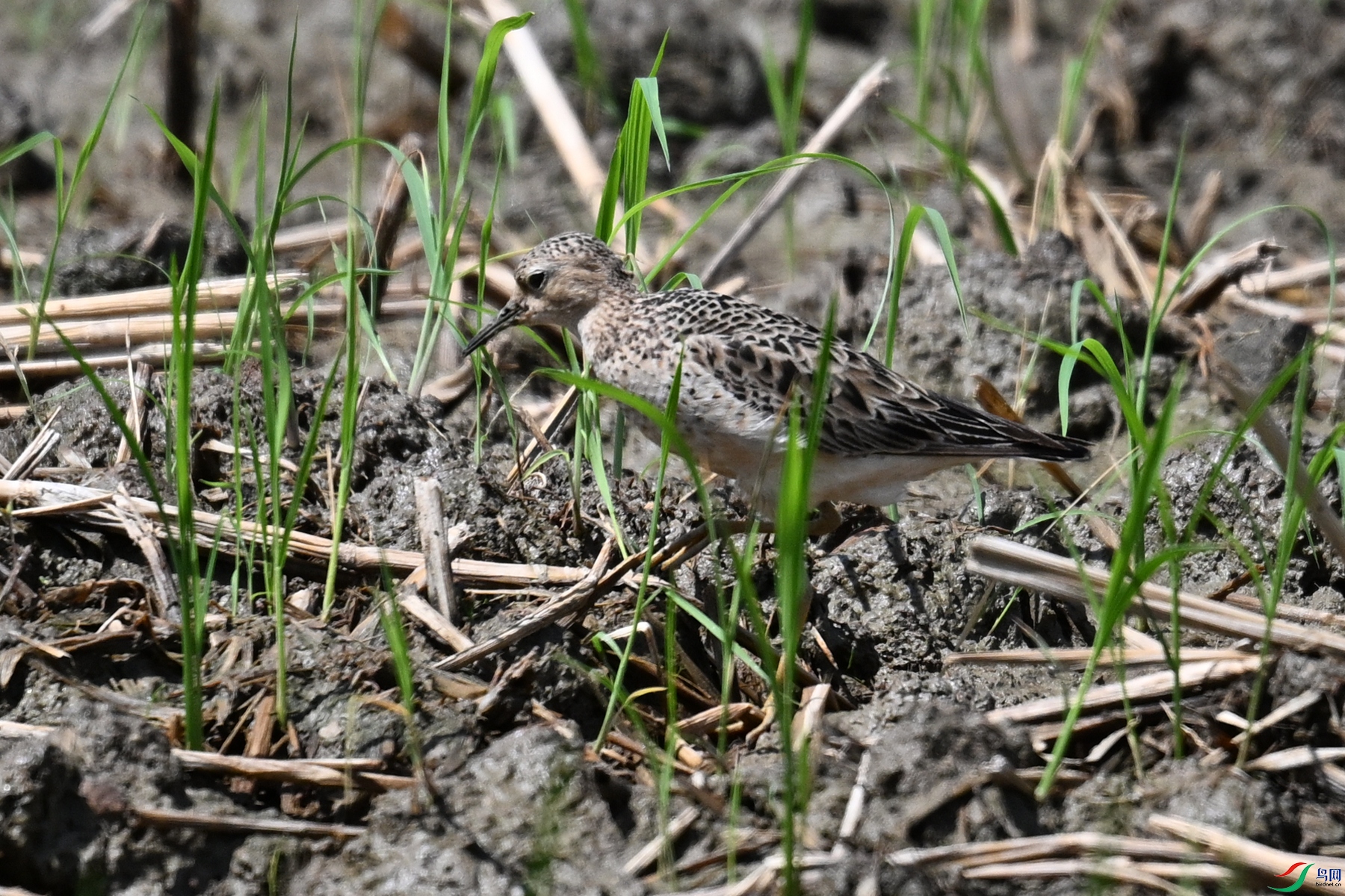 DSC_4732.JPG
