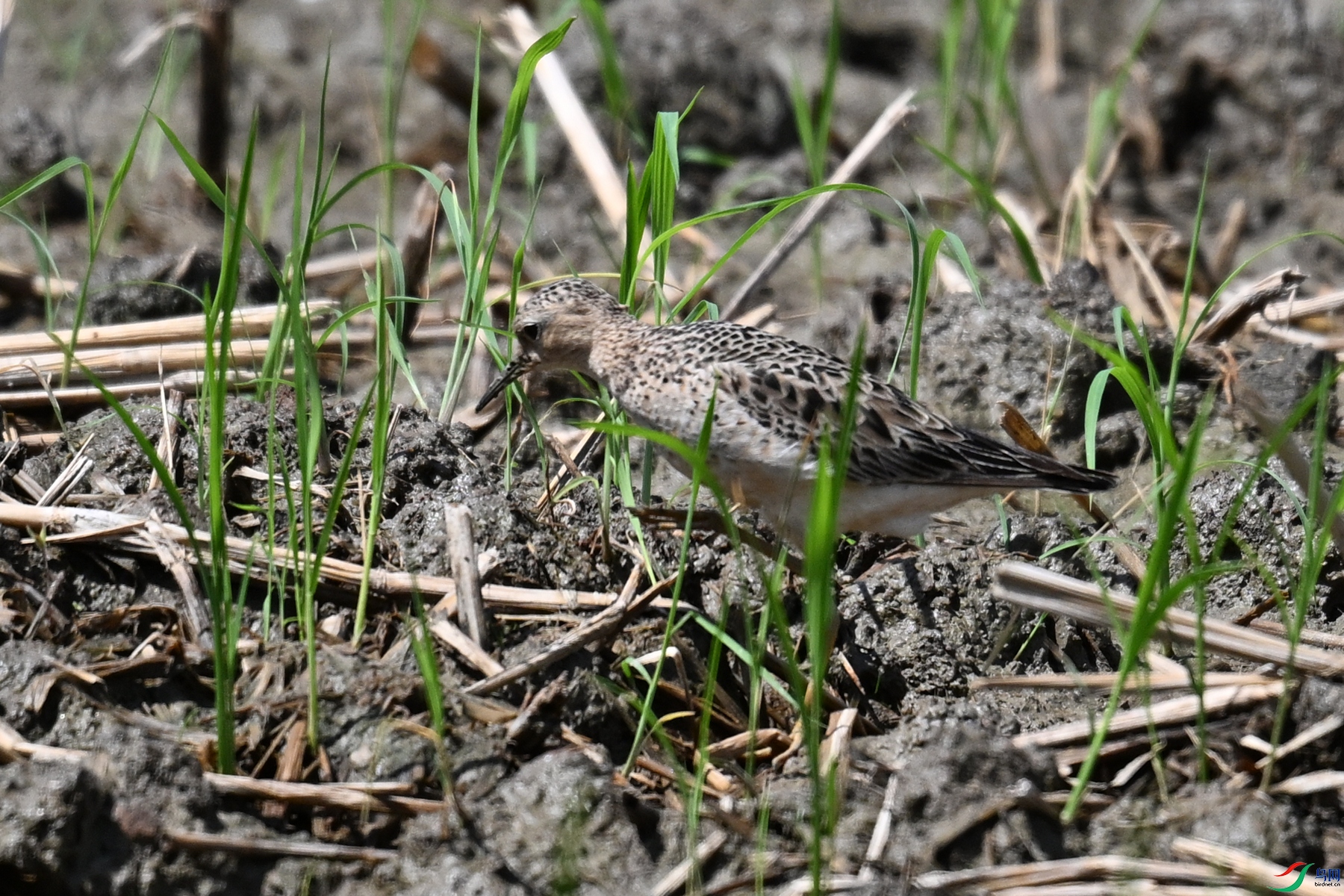 DSC_4733.JPG
