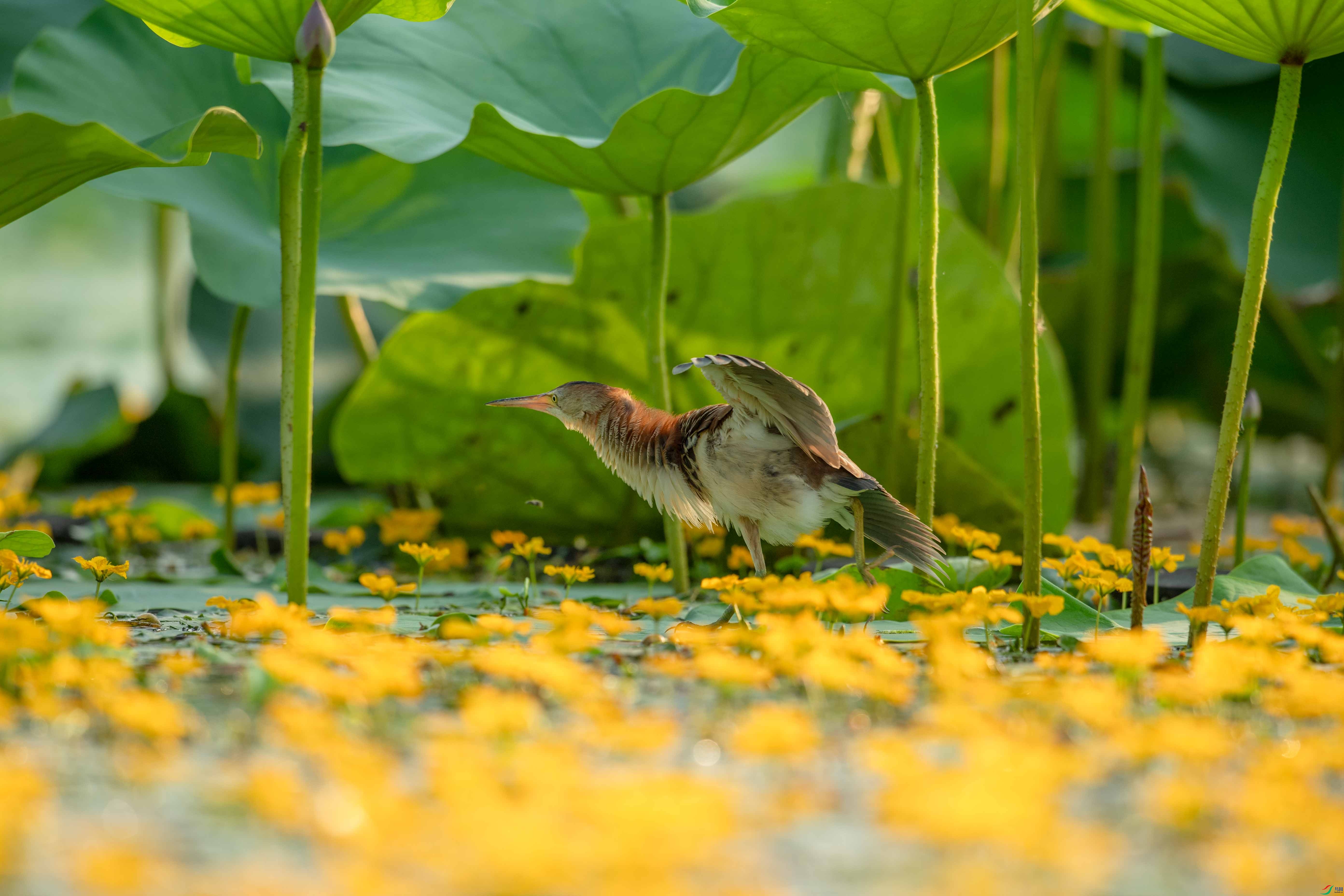 DSC_6152.jpg