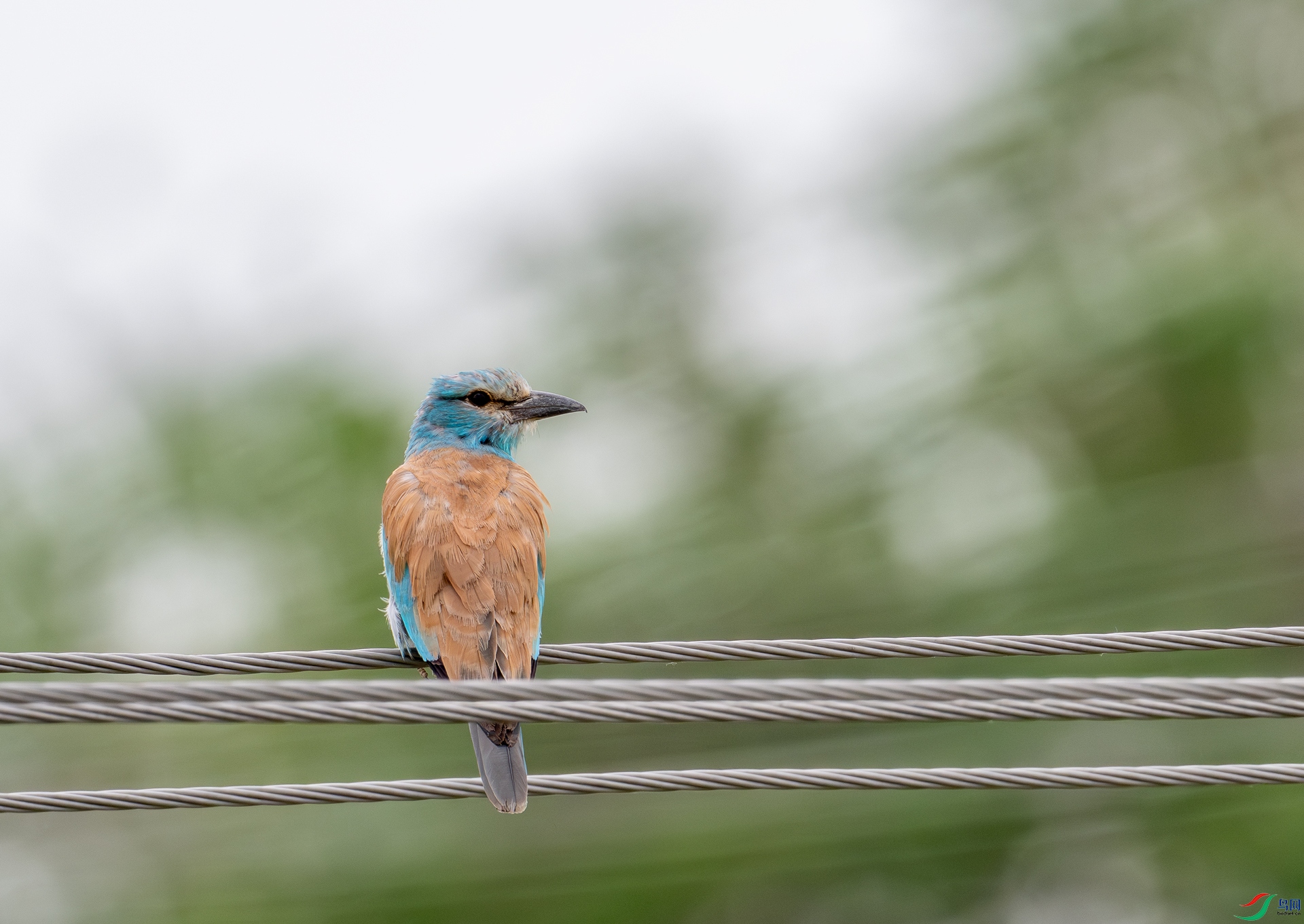 DSC_3833-1.jpg