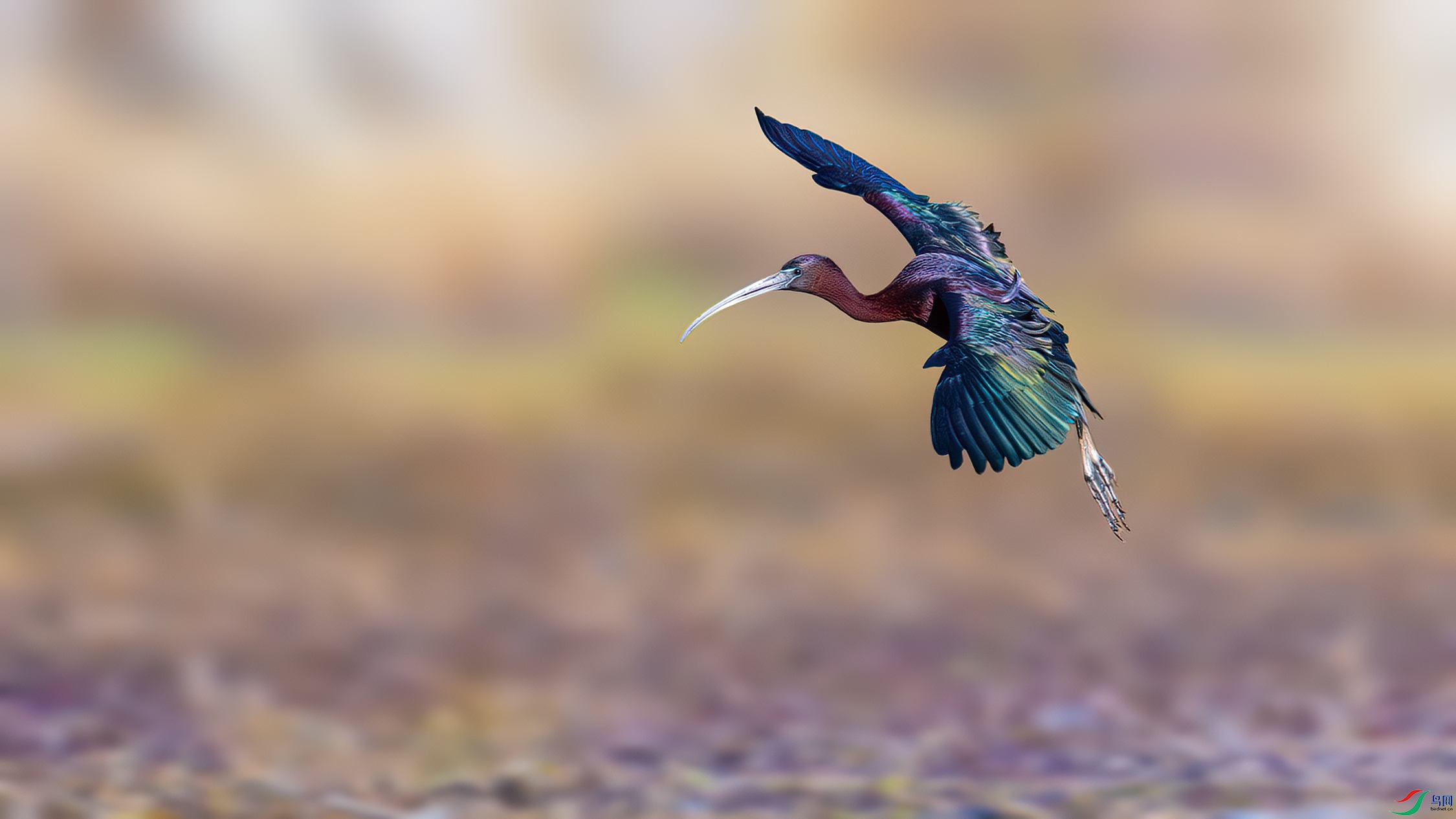 DSC_4952-����ǿ-NR.jpg