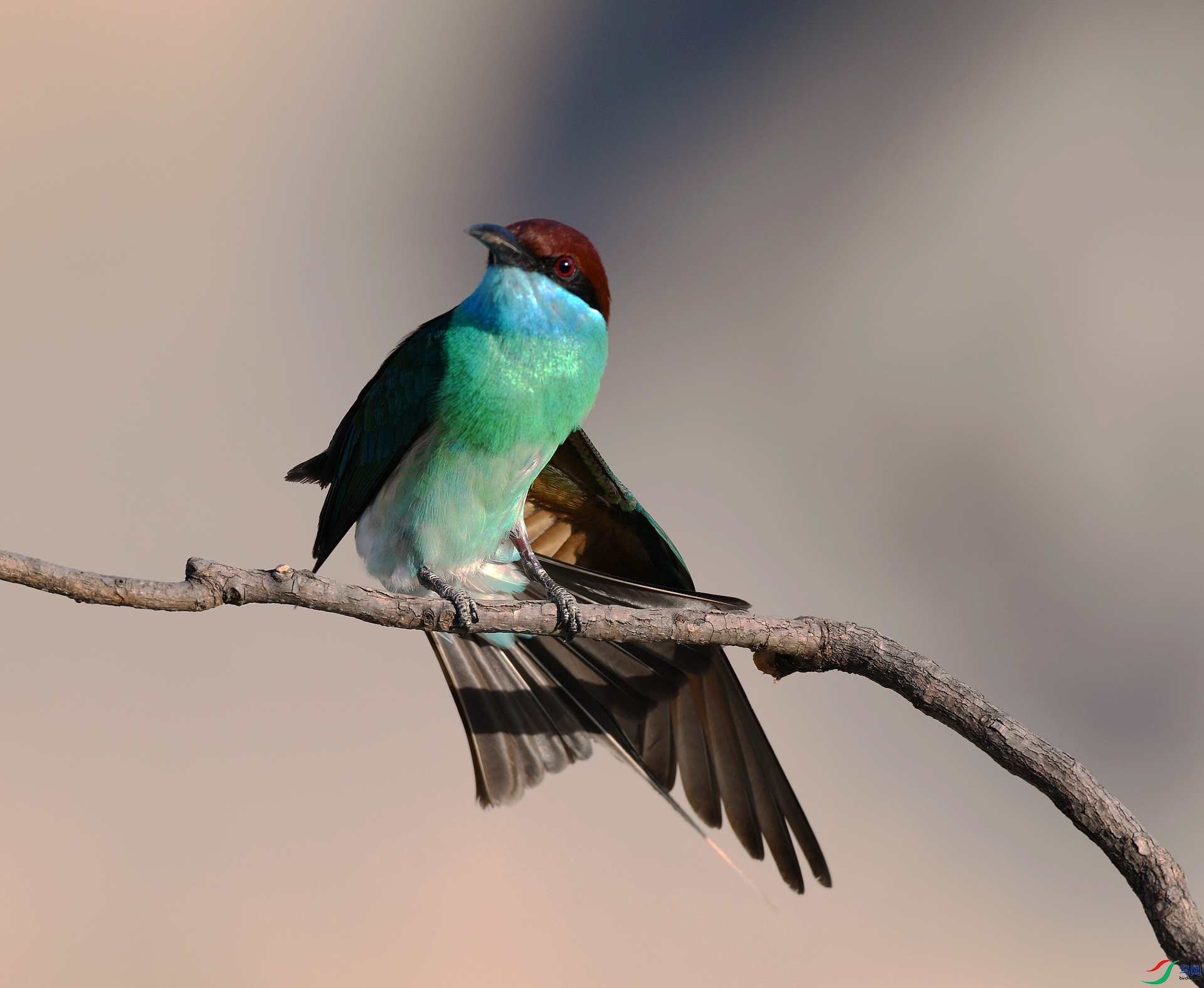 DSC_6447.jpg