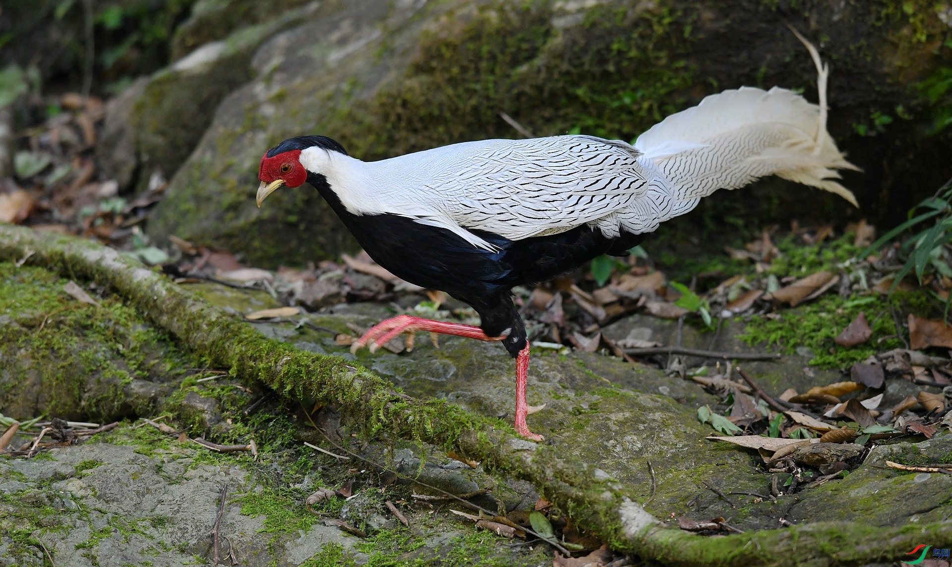 DSC_2158.jpg