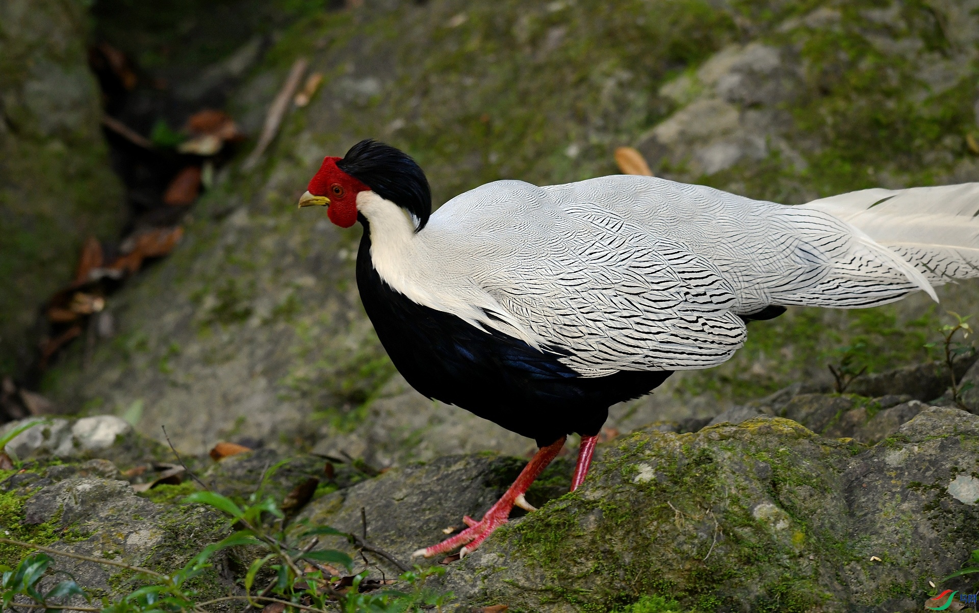 DSC_2296.jpg
