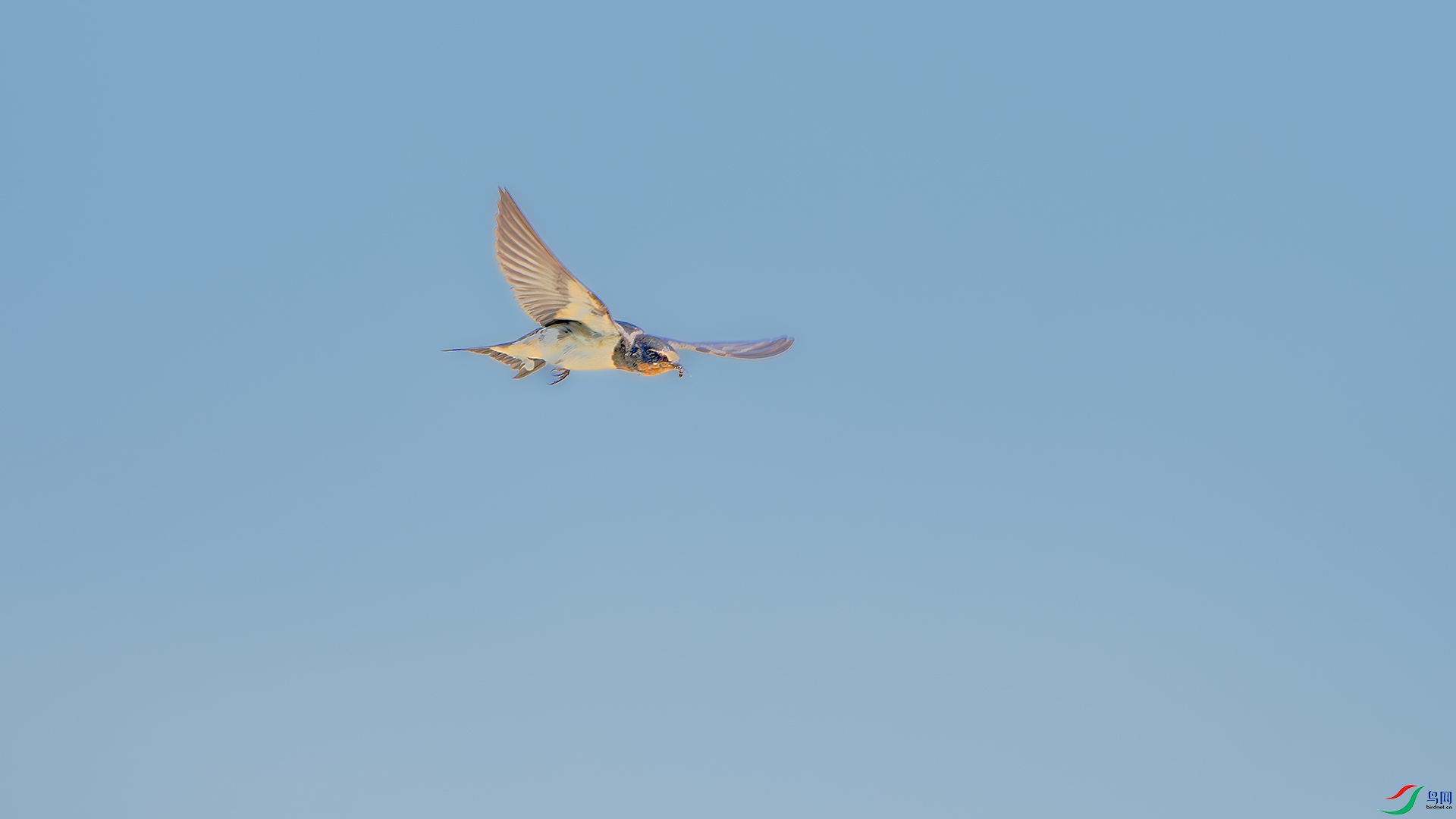 DSC_9768-����ǿ-NR ����.jpg
