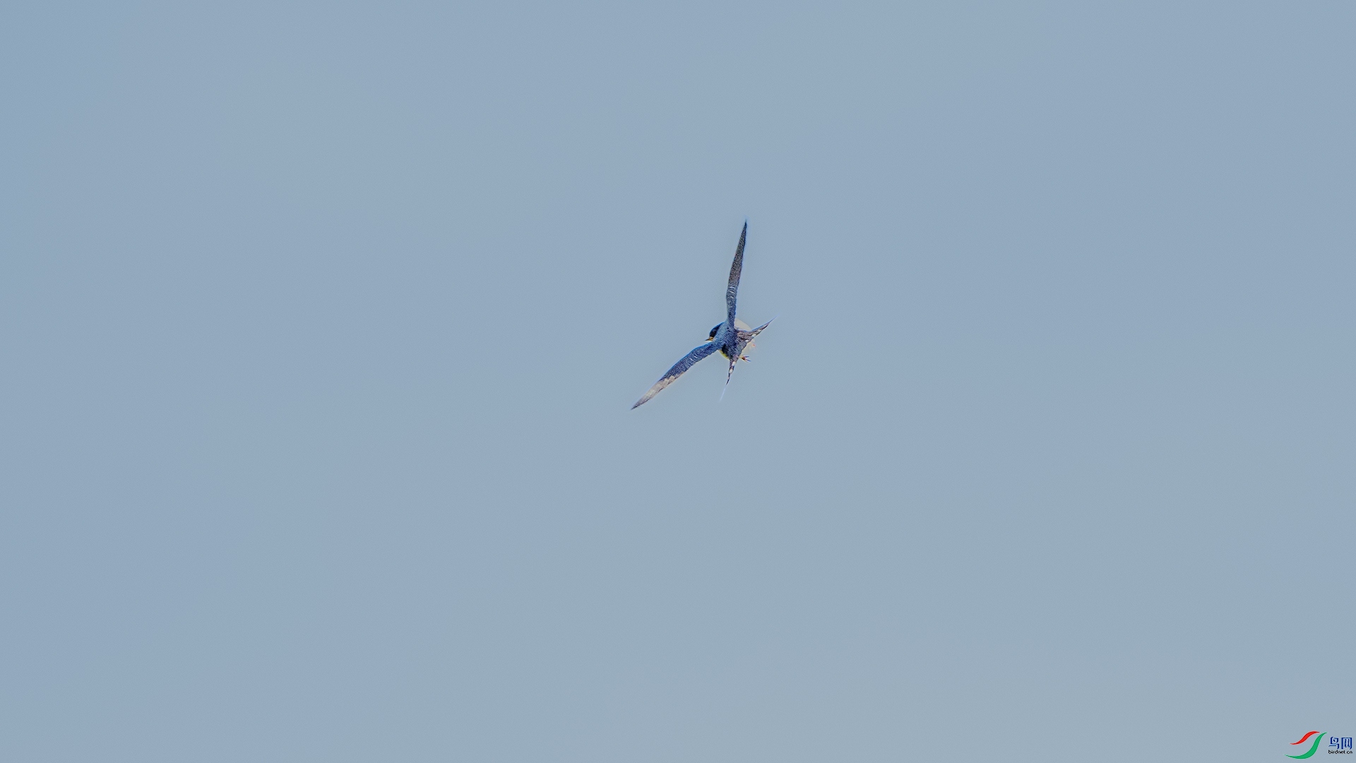 DSC_9783 ����.jpg