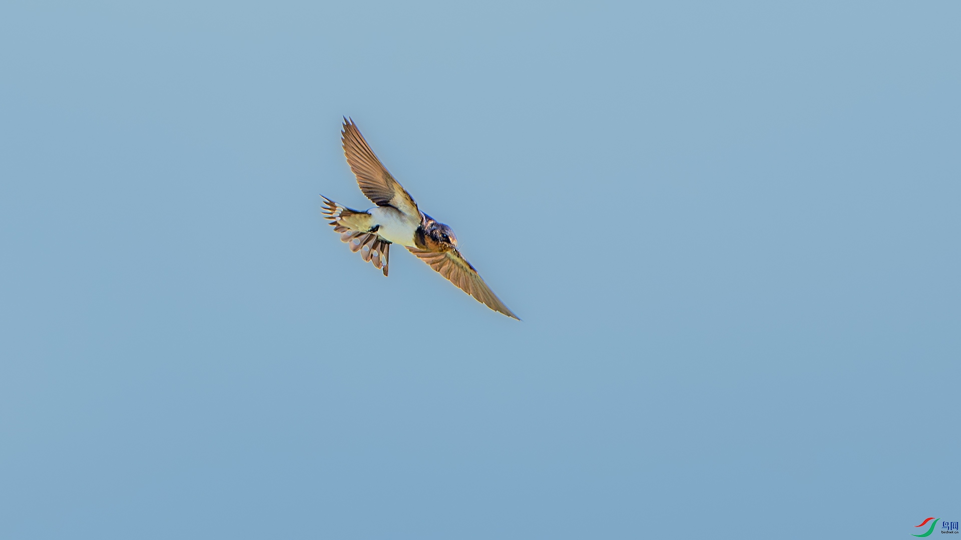 DSC_9815-����ǿ-NR ����.jpg