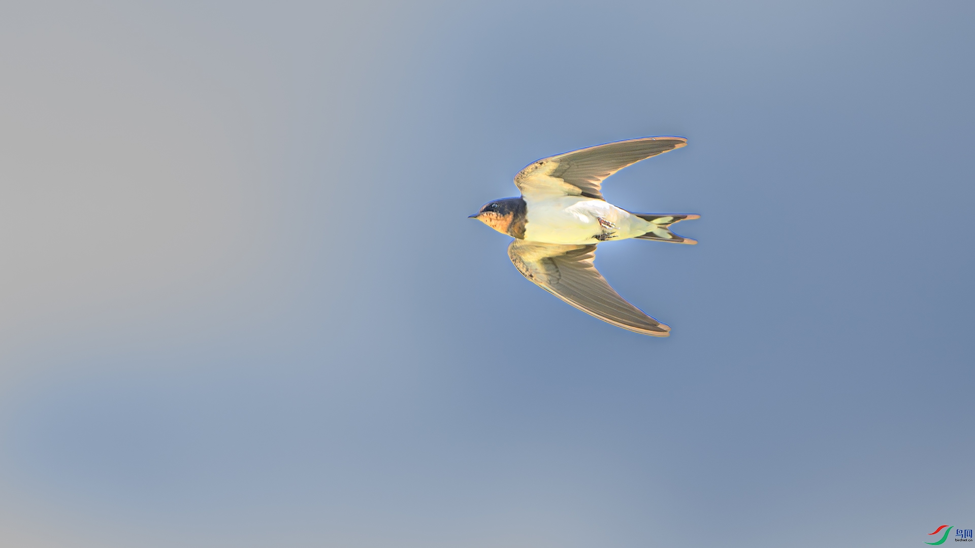 DSC_9912-����ǿ-NR ����.jpg